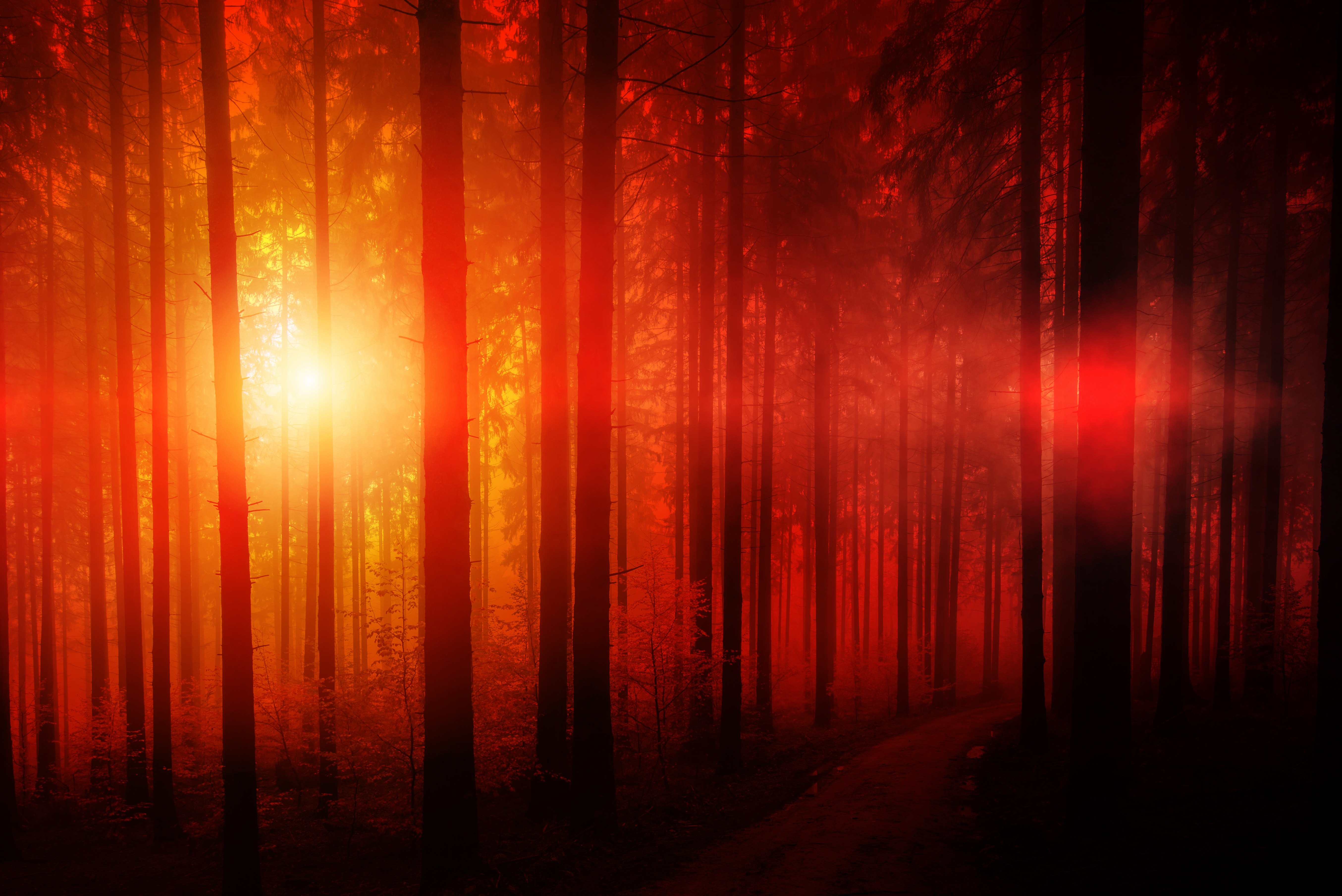Floresta escura, Luz do sol, Bosque, Pôr do sol, Árvores altas, Paisagem, Trilha, Cênico, Feixe de luz, 5K, Reflexo solar