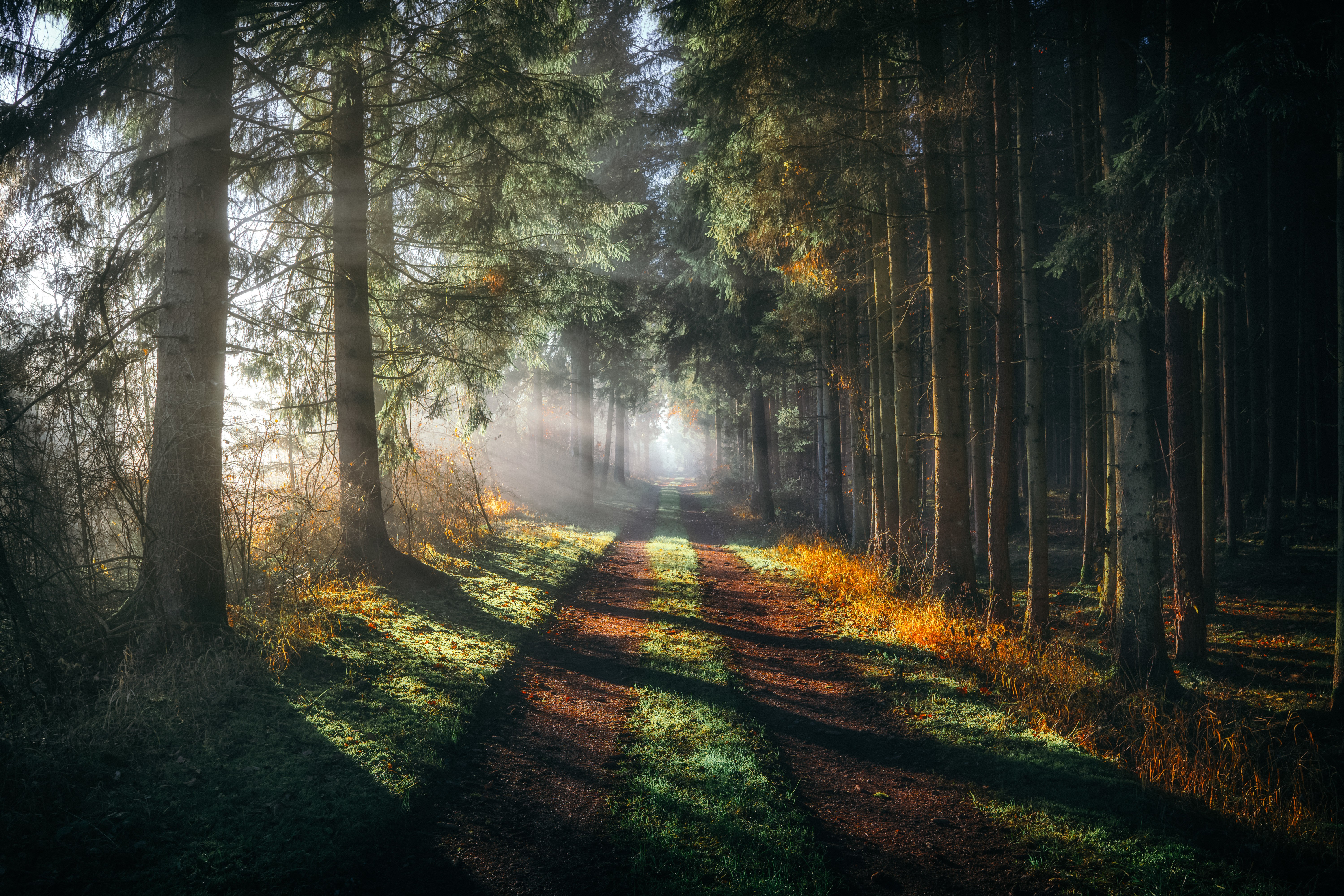 Floresta, Passarela, Luz do sol, Raio de sol, Névoa matinal, Raios de sol, 5K