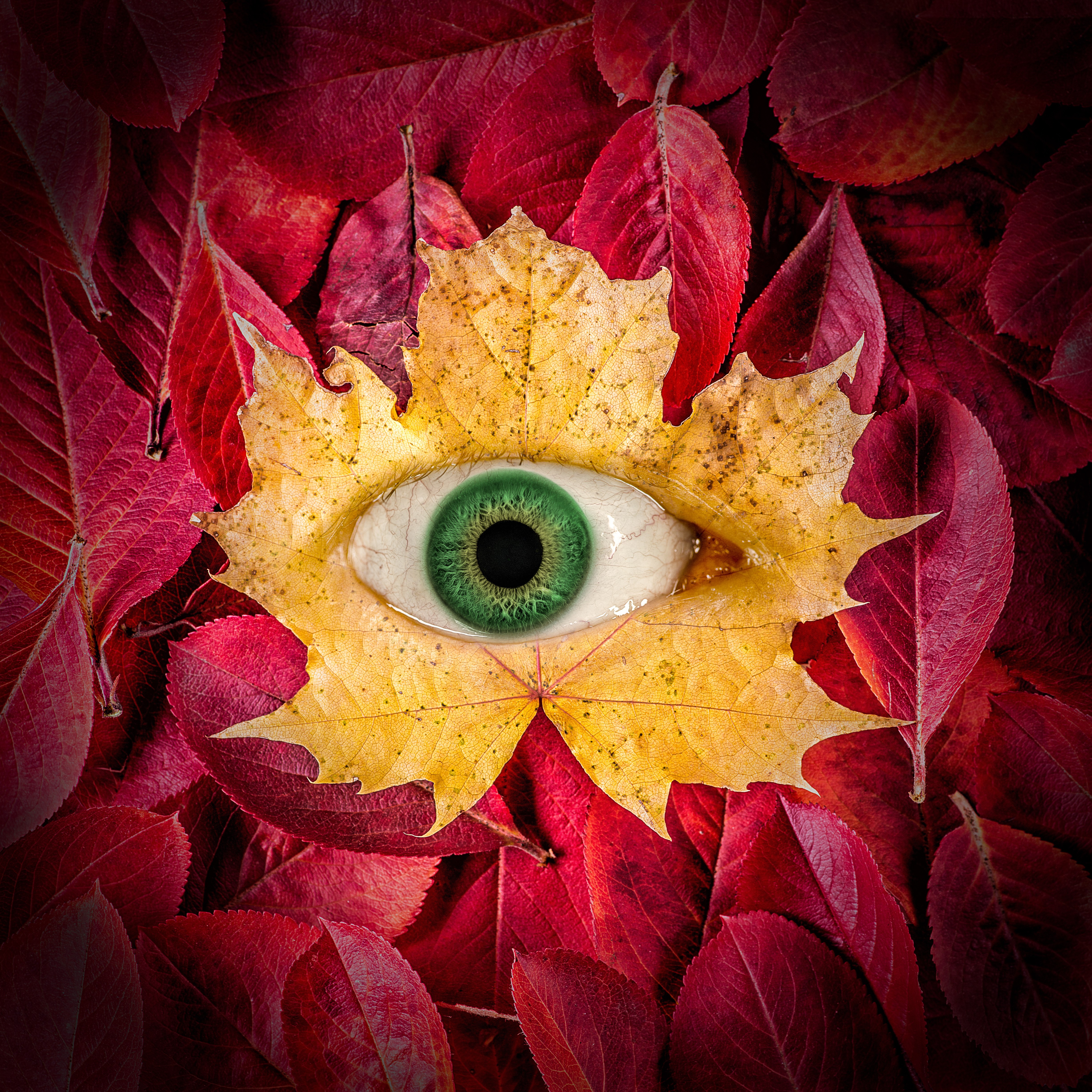 Folhas de outono, Olho, Surreal, Folhas de bordo, Macro, Fundo de folhas, 5K