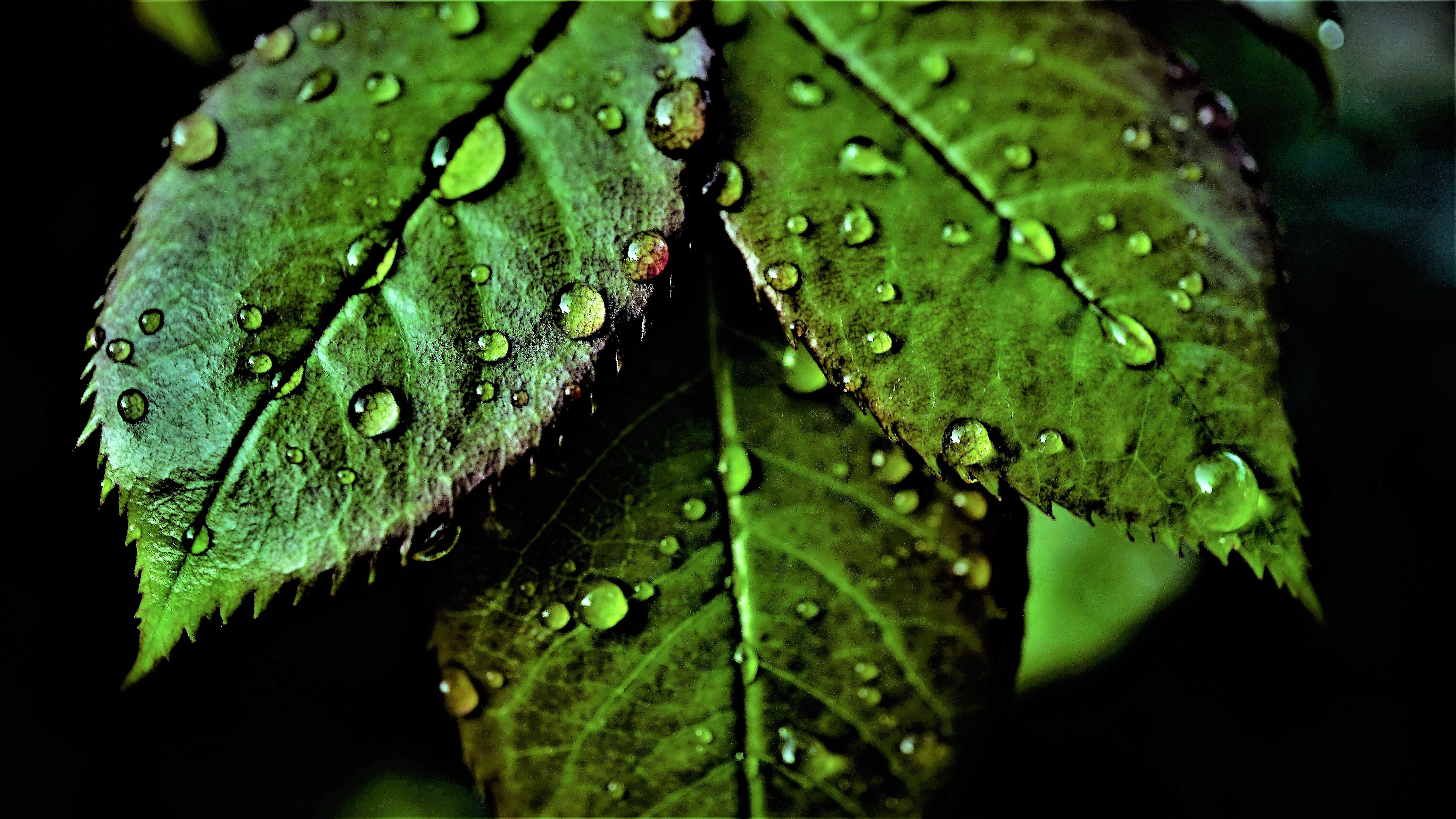 Folhas verdes, Padrão, Gotas de água, Gotas de orvalho, Close-up, Macro, Fresco, Folhas molhadas, Vegetação, Fundo escuro, 5K
