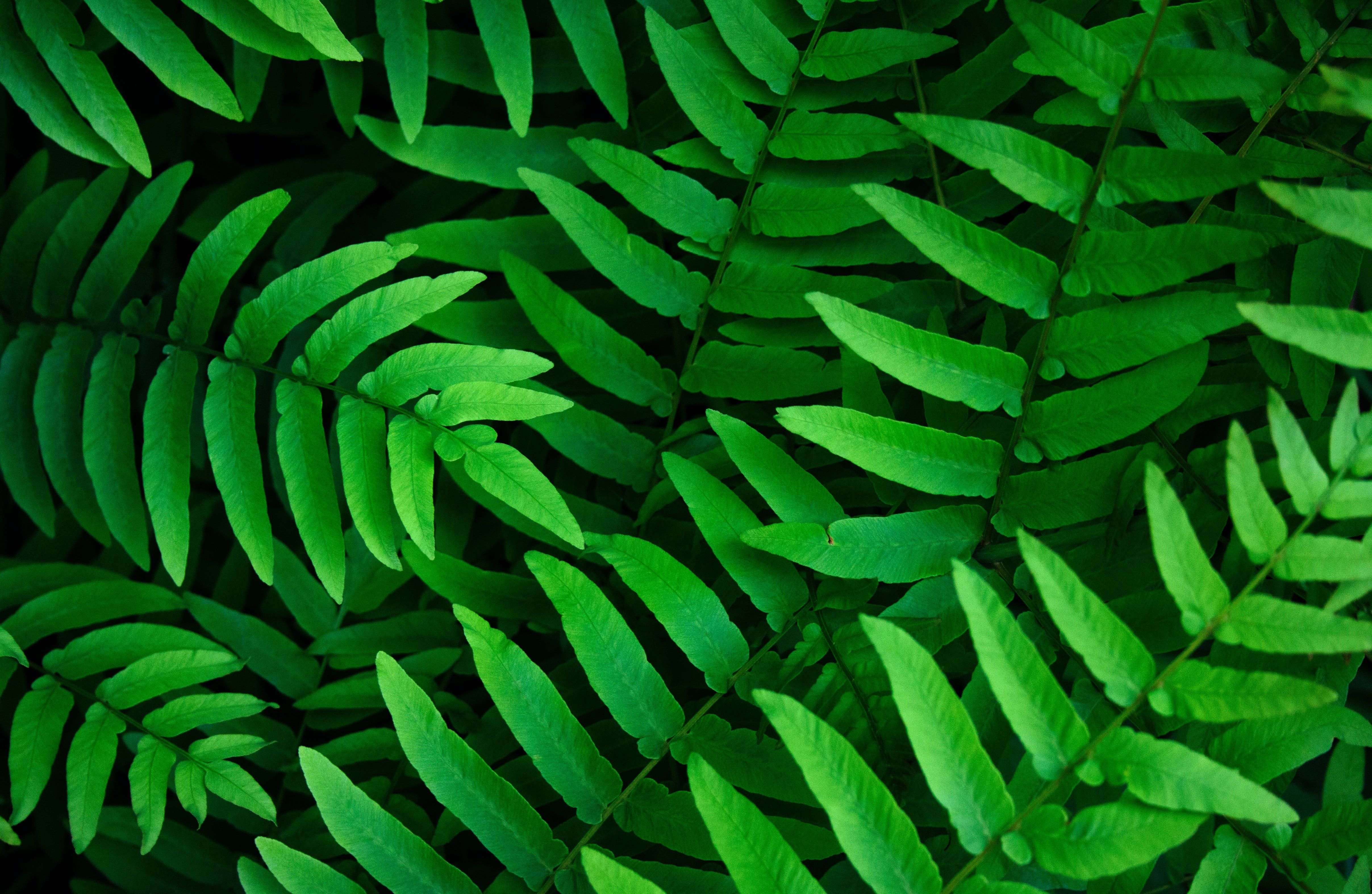Folhas verdes, Samambaias, Fundo de folhas, Primavera, Close-up, 5K