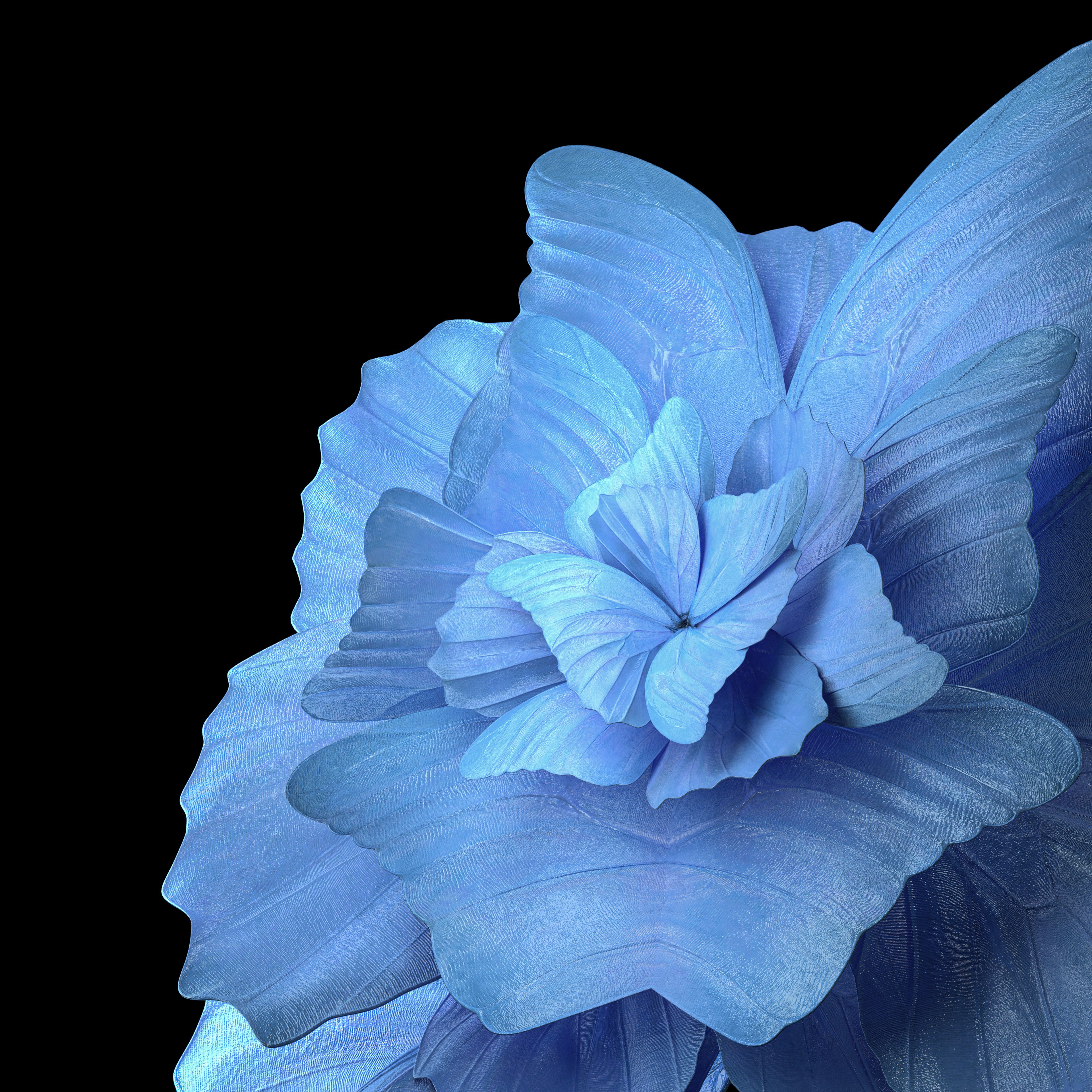 Fundo floral, Fundo azul, Fundo preto, Vivo Pad, Stock