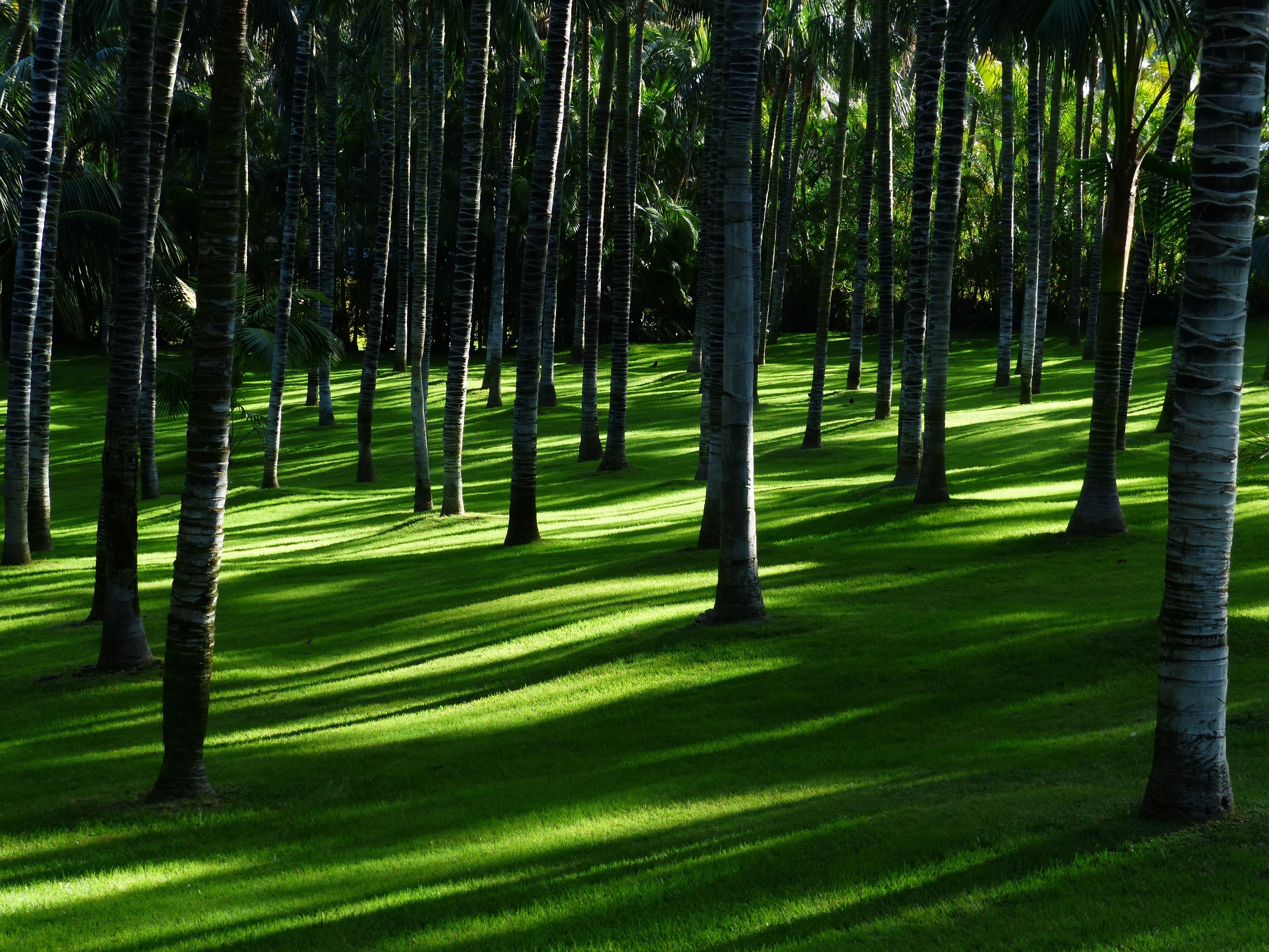 Grama verde, Árvores, Bosque, Luz do dia, Floresta, Paisagem