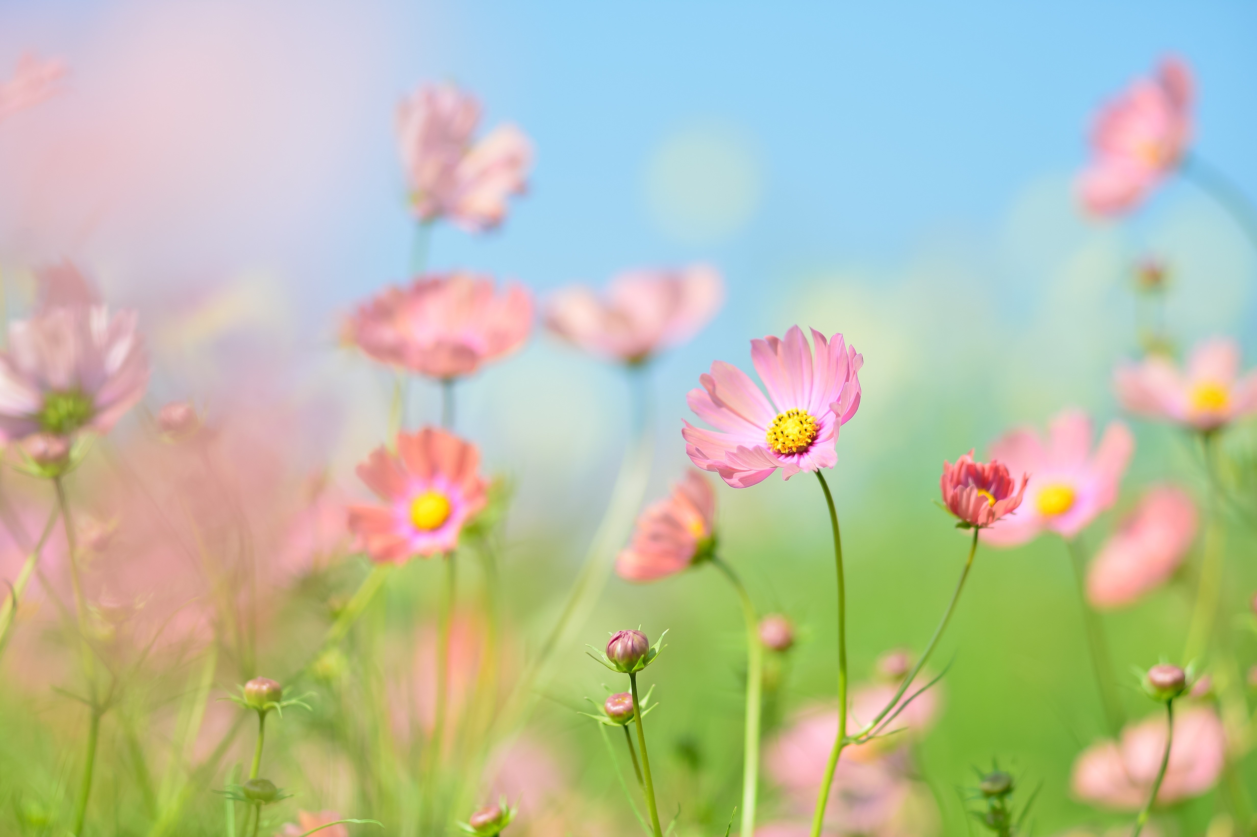 Jardim de flores, Flores cosmos, Verão, Estética, Dia, 5K