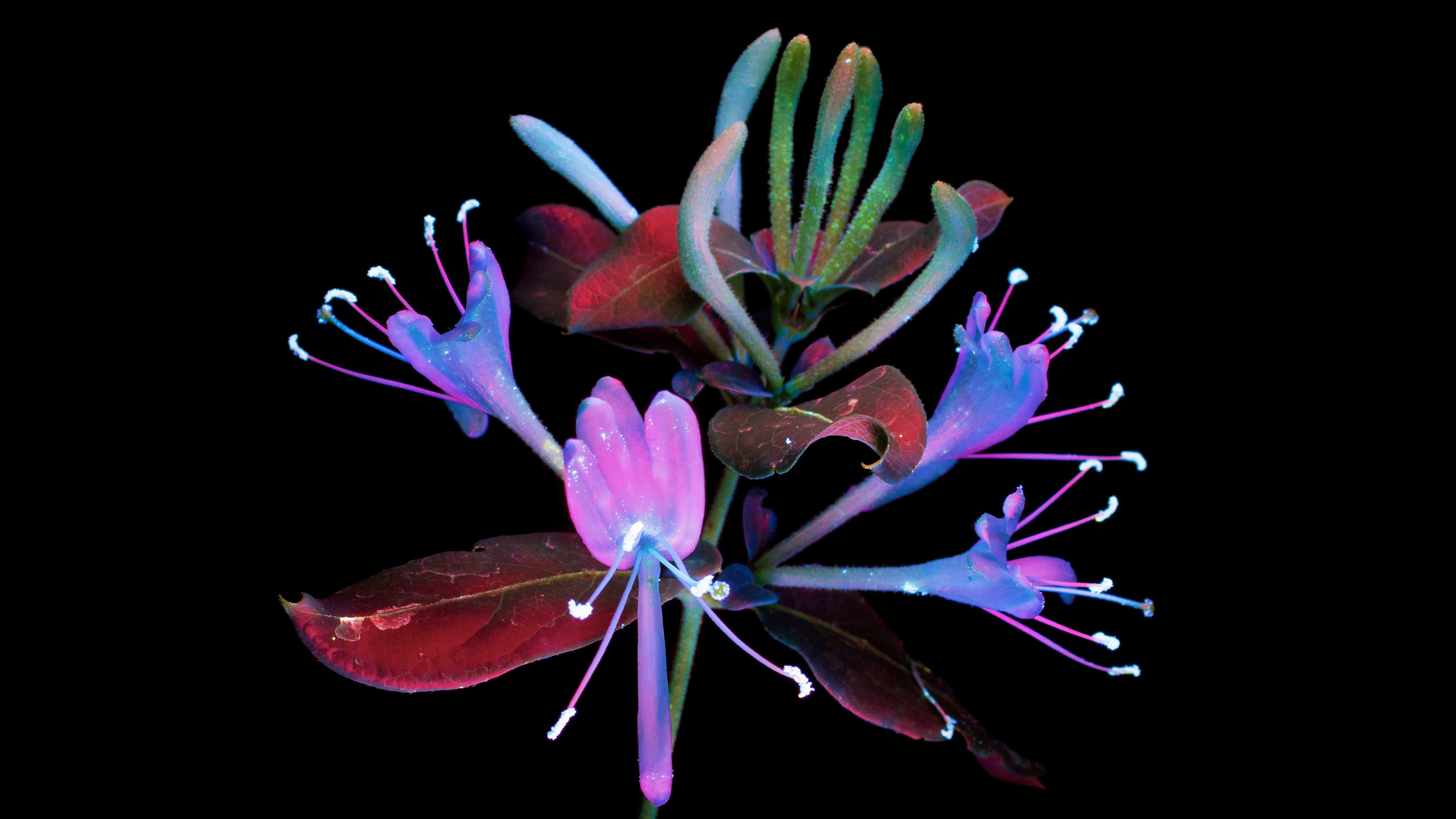 macOS Mojave, Madressilva, Desenhos florais, Fundo preto, 5K, AMOLED, Brilhante