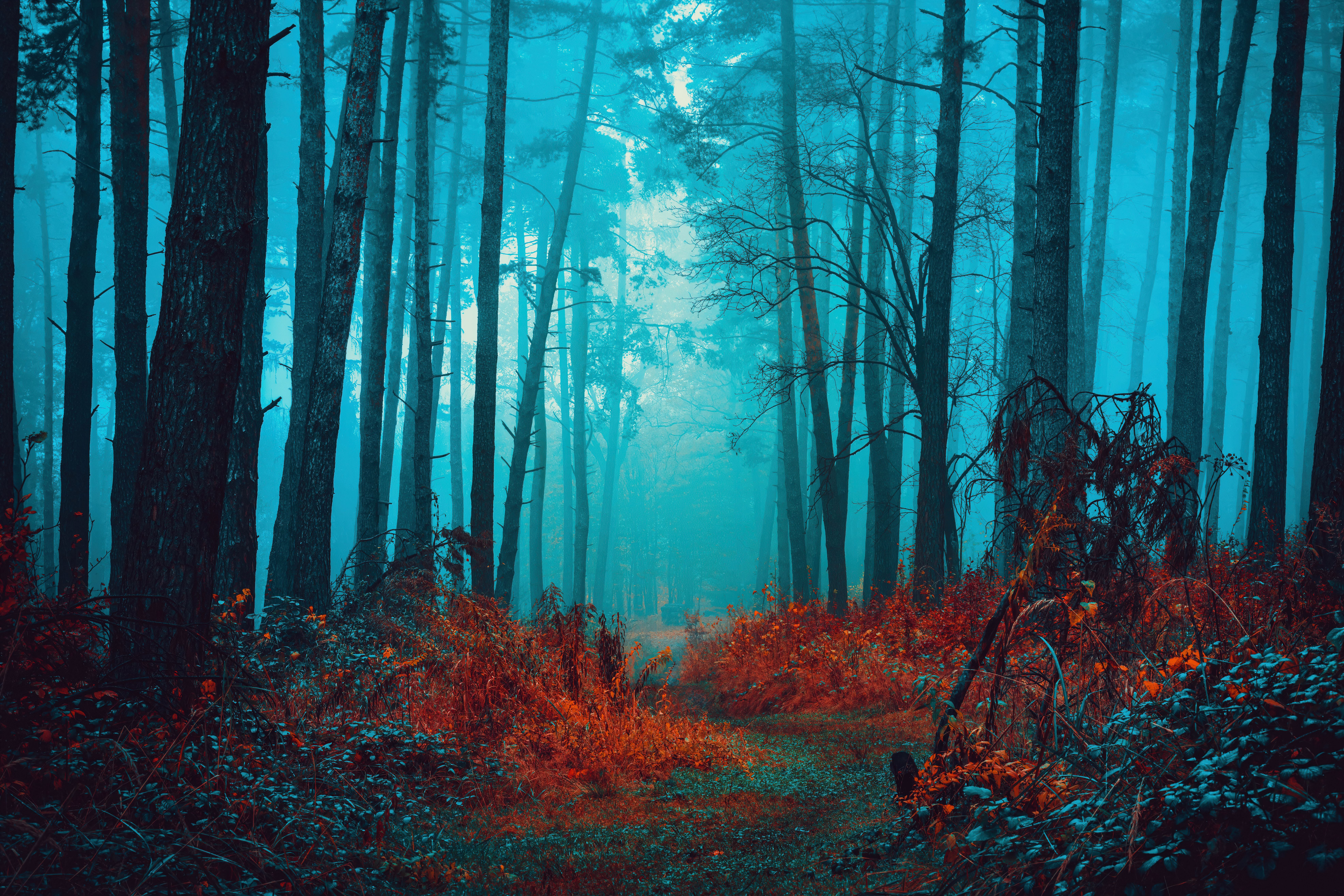 Místico, Floresta nebulosa, Trilha, Folhas vermelhas, Outono, Tranquilidade, Paz, Beleza, Sereno, Encantador, 5K, 8K