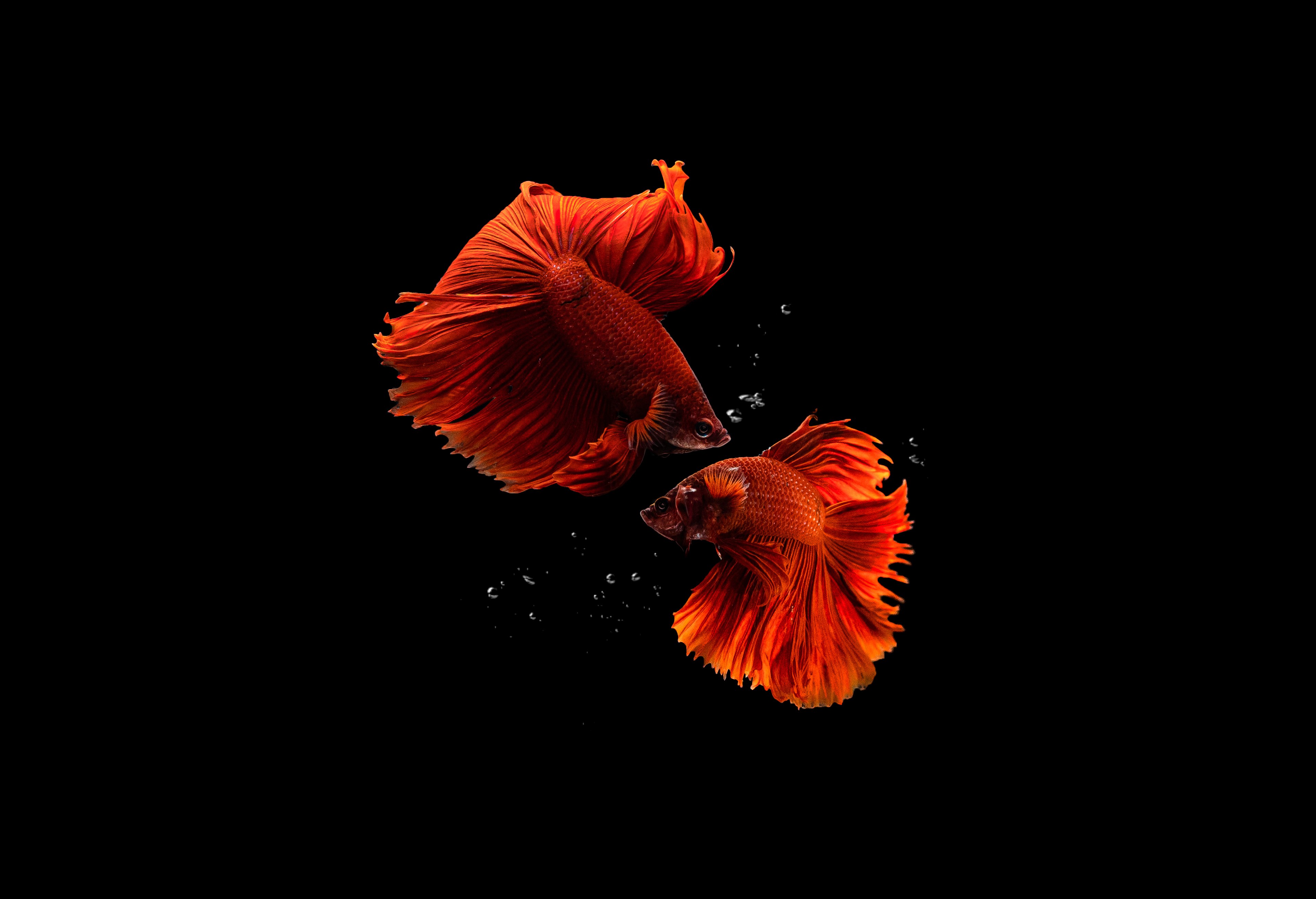 Peixes, Aquário, Fundo preto, AMOLED