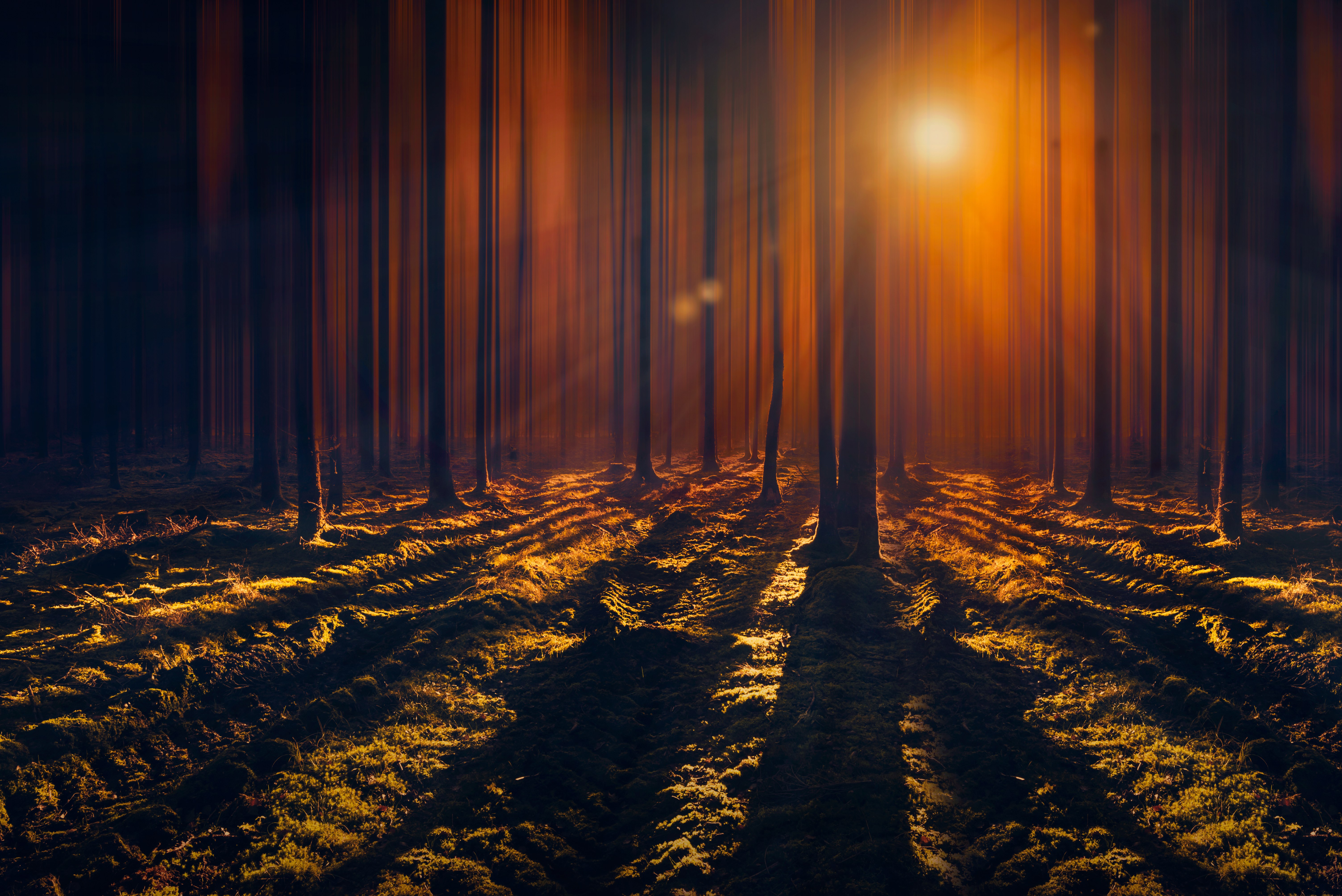 Raios de sol, Bosque, Árvores altas, Sombra, Floresta escura, Feixe de luz, Laranja, 5K, Reflexo solar