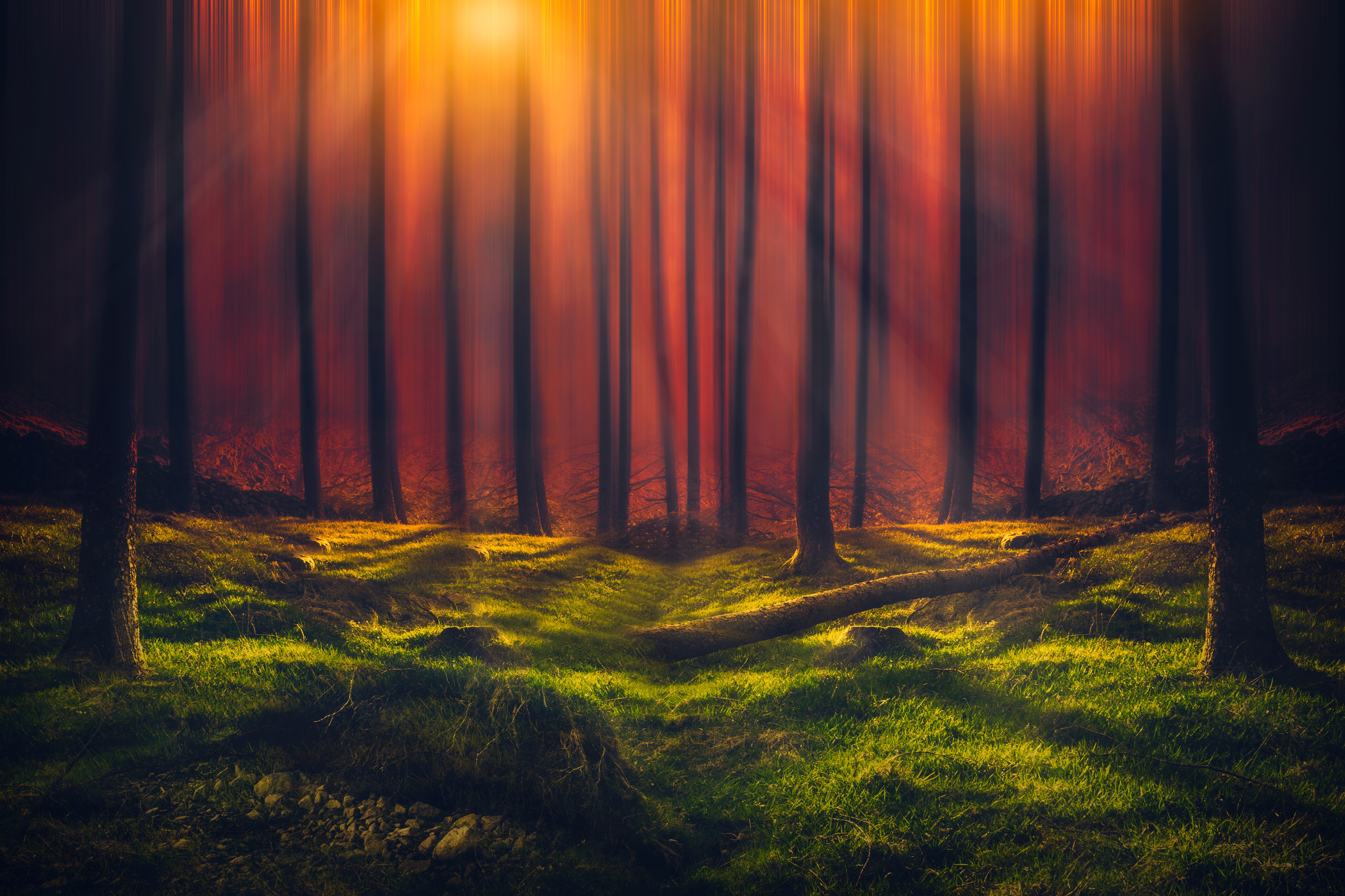 Raios de sol, Floresta, Grama, Bosque, Árvores altas, Ensolarado, Laranja, 5K