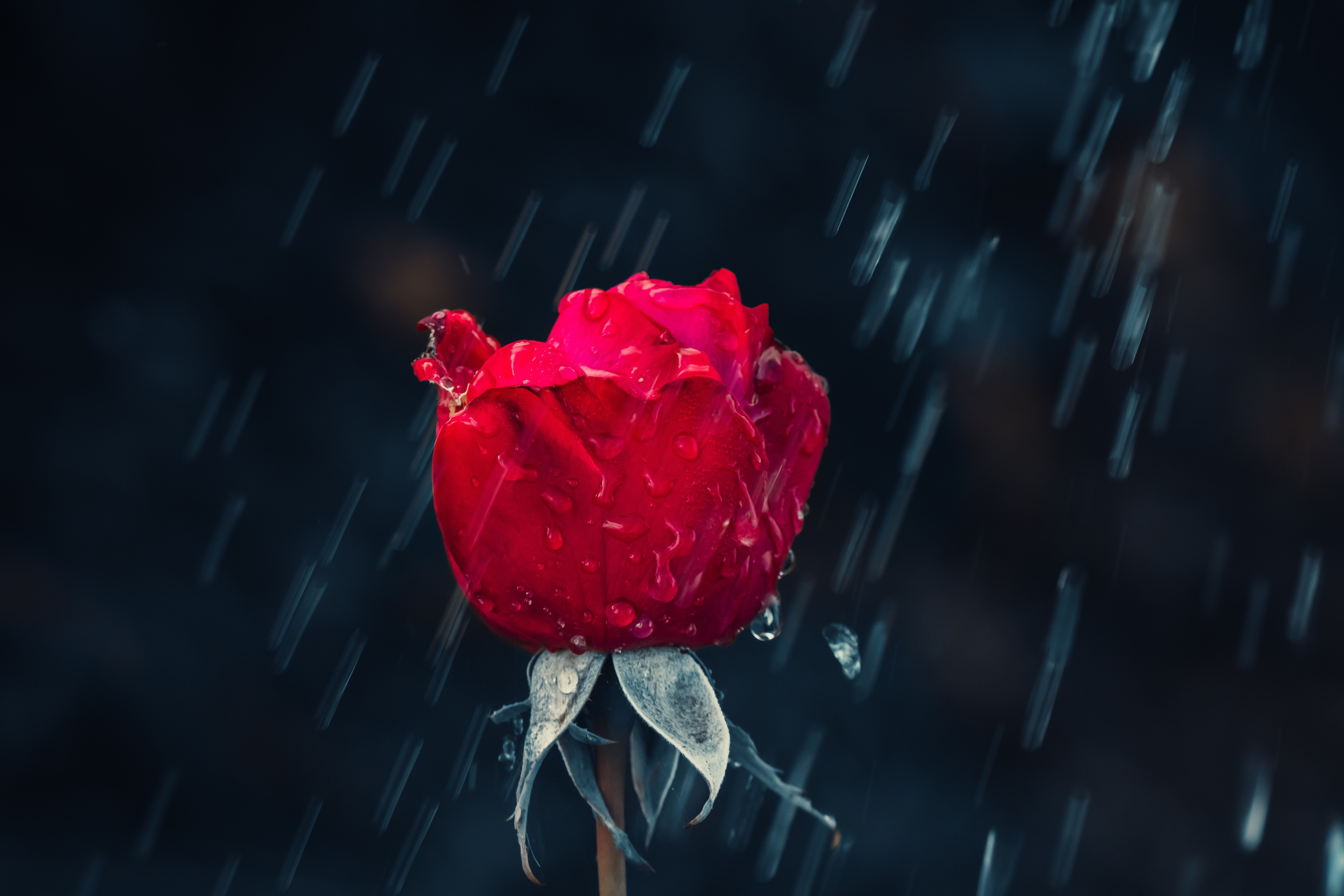 Rosa vermelha, Chuva, Gotas de água, Fundo escuro, Close-up, 5K
