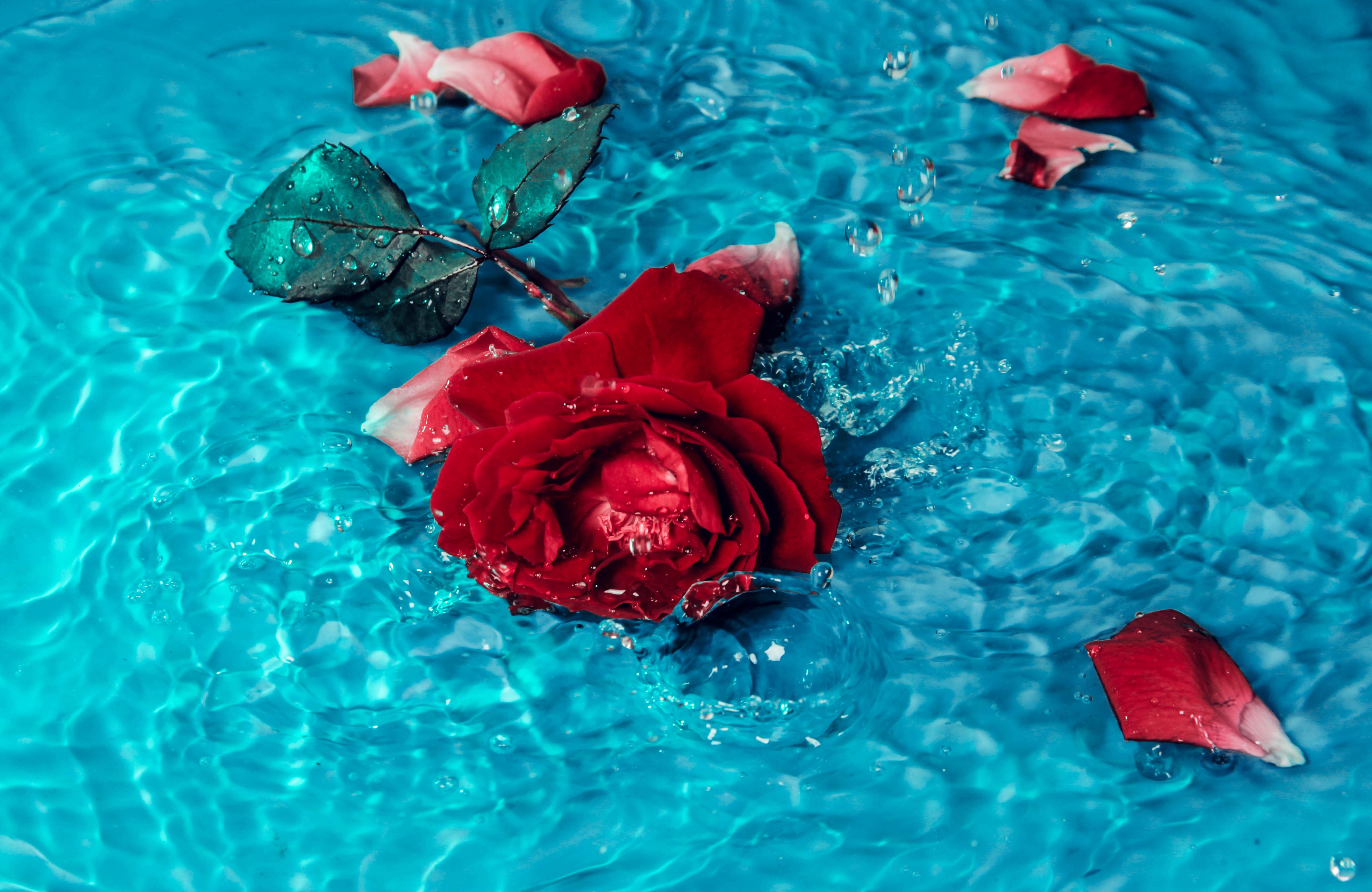 Rosa vermelha, Flor de rosa, Fundo azul-petróleo, Pétalas de rosa, 5K