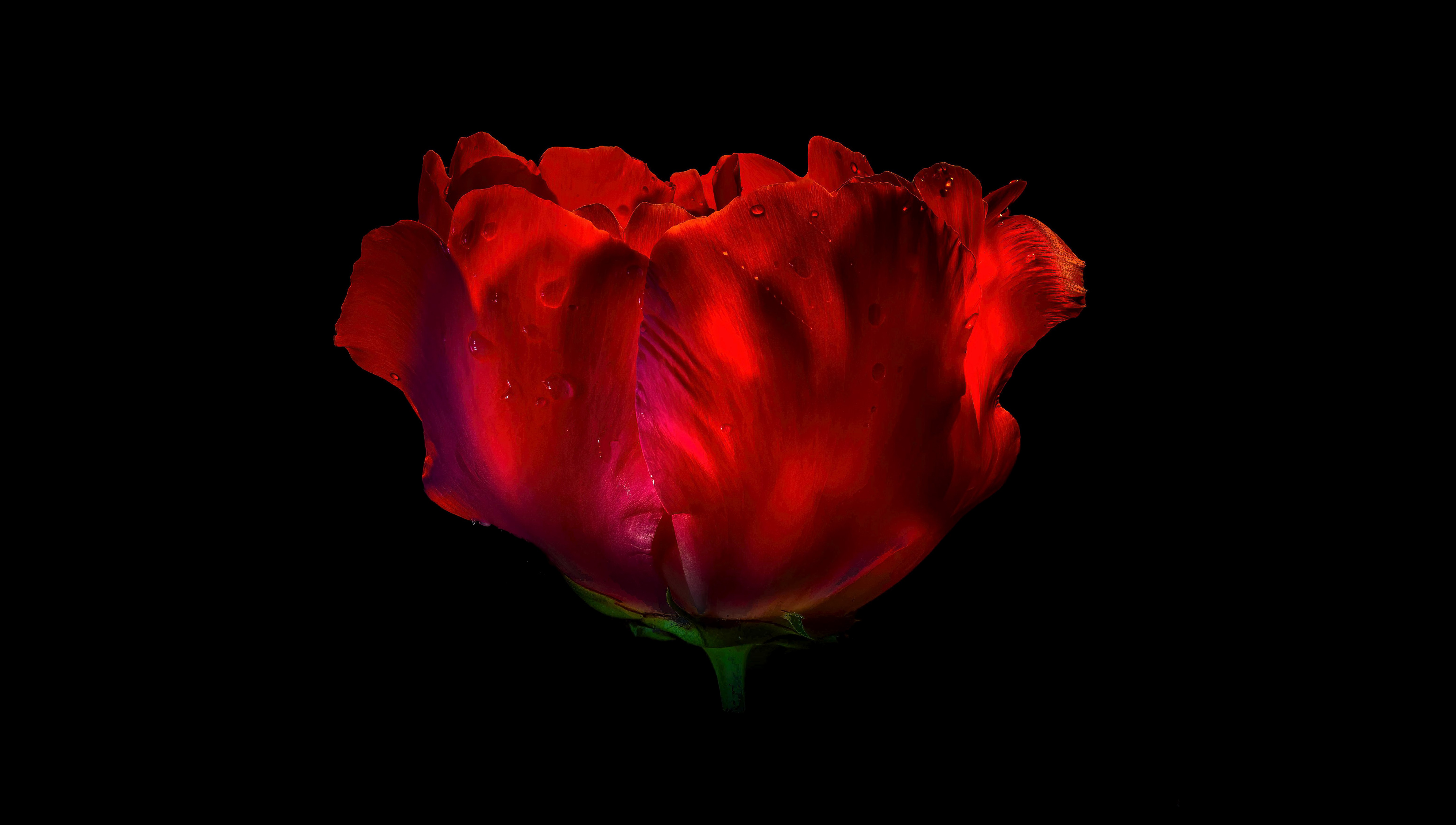 Rosa vermelha, AMOLED, 8K, Flor vermelha, Flor de rosa, Gotas de orvalho, Gotículas, Fundo preto