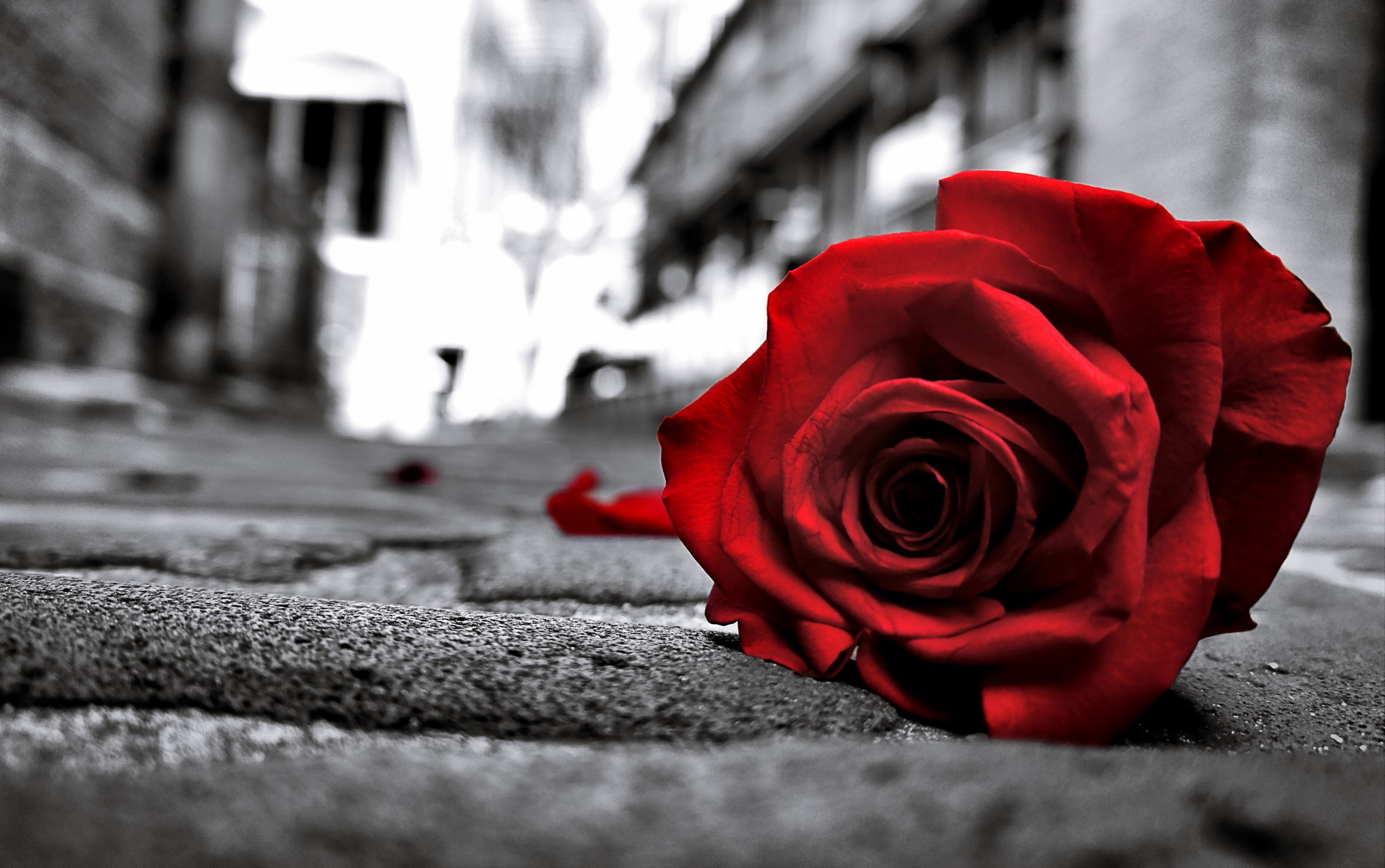 Rosa vermelha, Fundo monocromático, Rosa triste, Clima triste, Vibração triste, Preto e branco