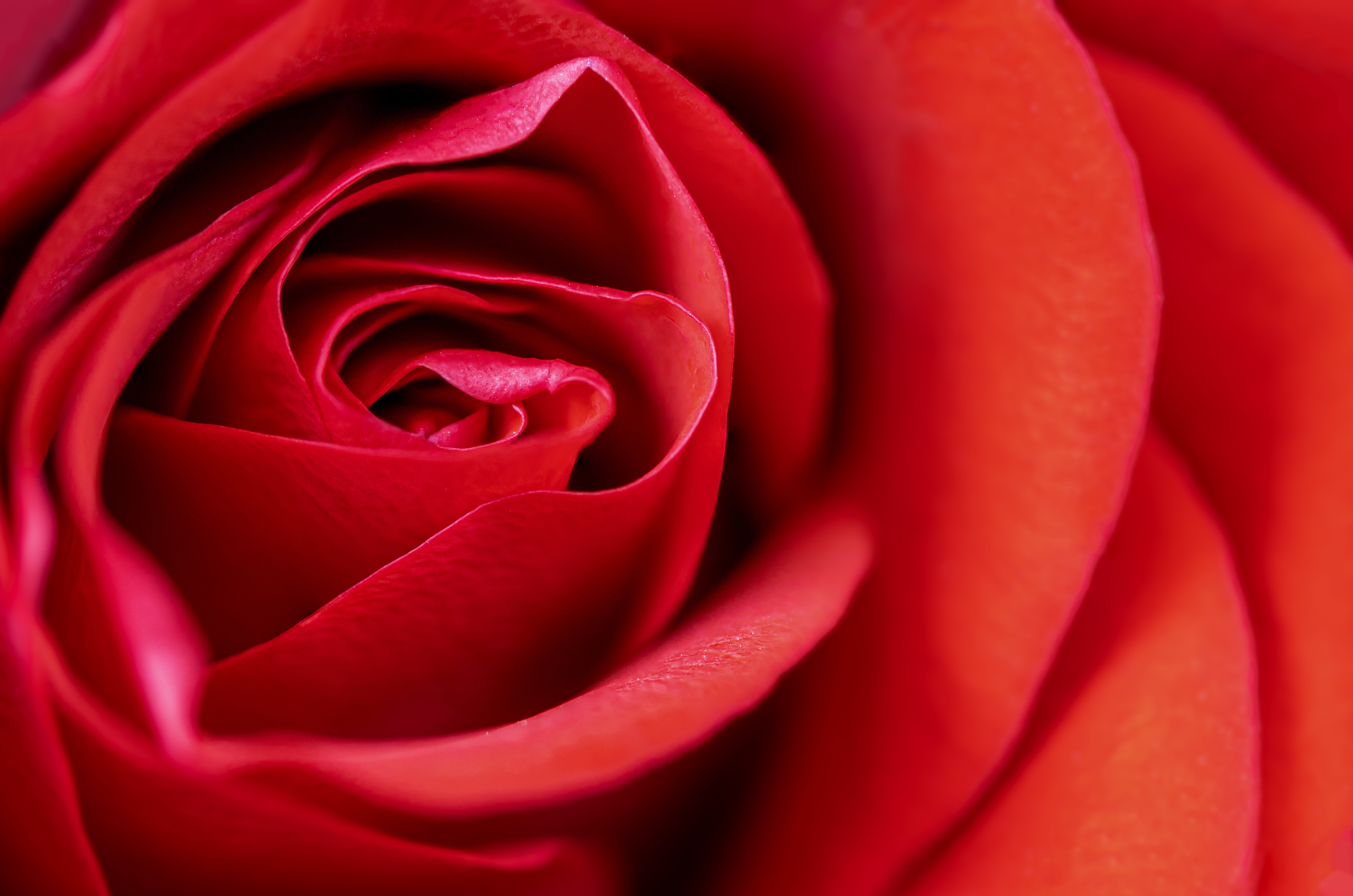 Rosa vermelha, Macro, Close-up, Desabrochar, Florescer, 5K