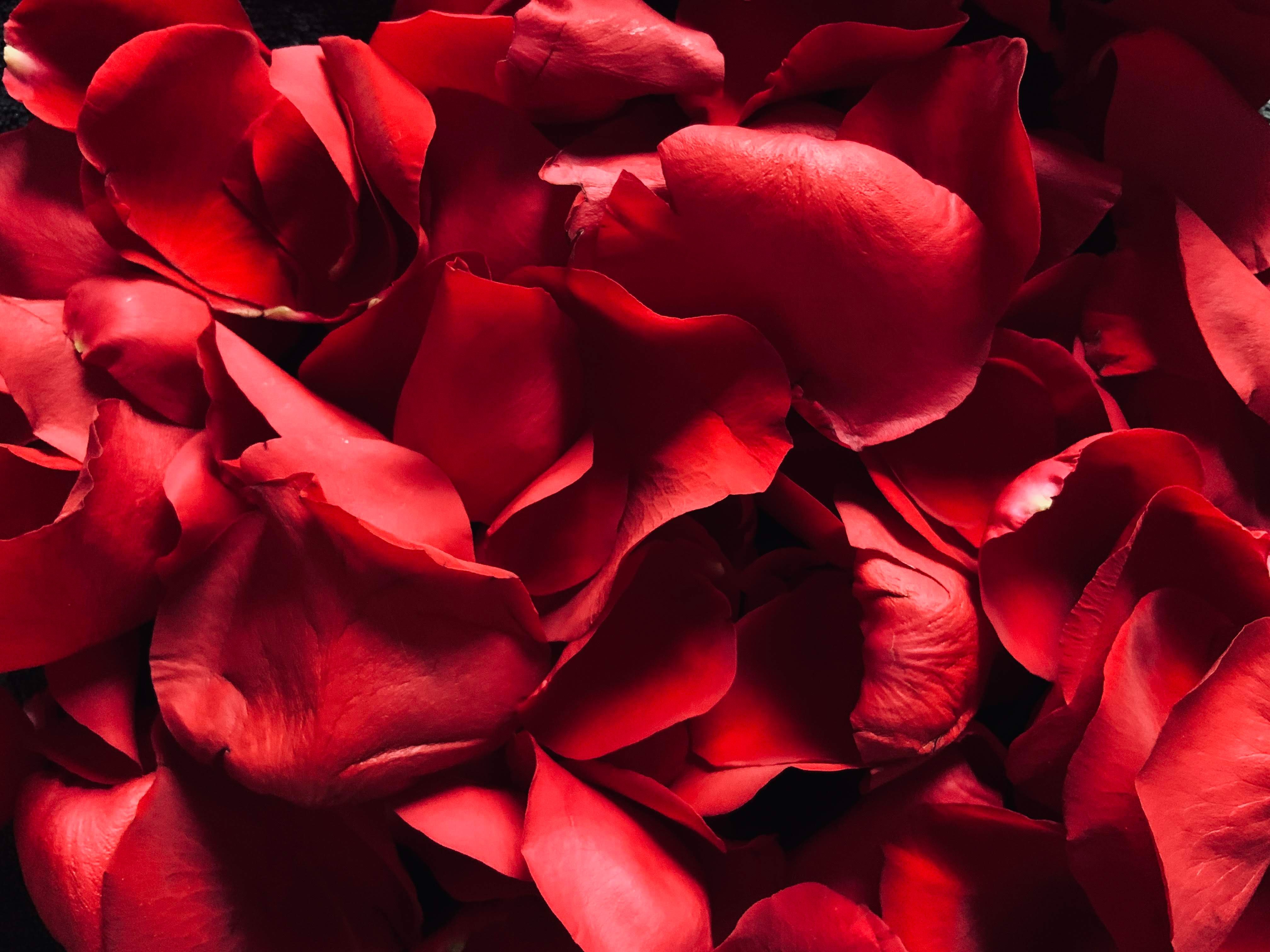 Rosa vermelha, Pétalas de rosa, Floral, Fundo vermelho