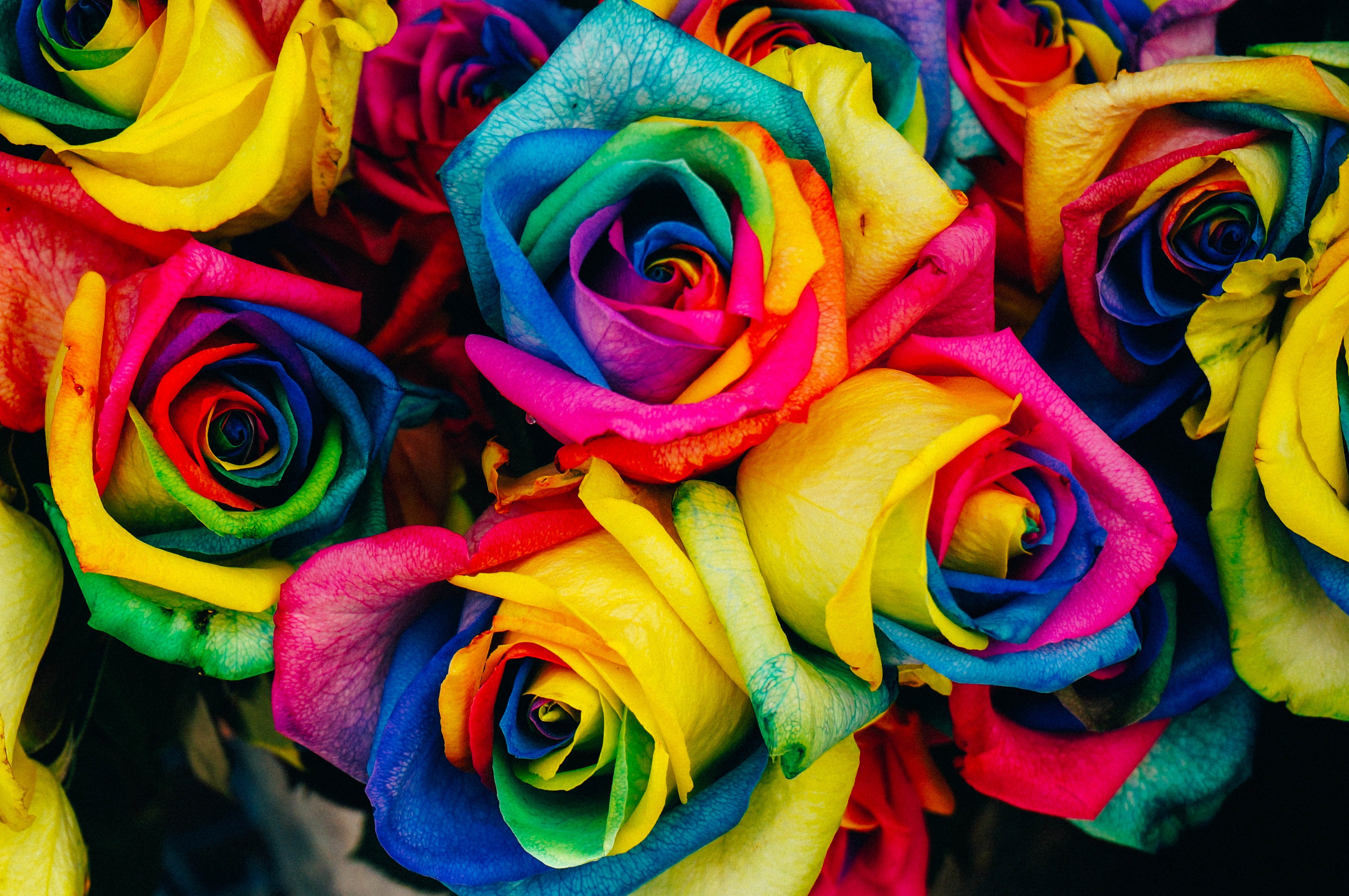 Rosas multicoloridas, Colorido, Floral, Flor de rosa, Close-up, Florescer, Cores do arco-íris, 5K