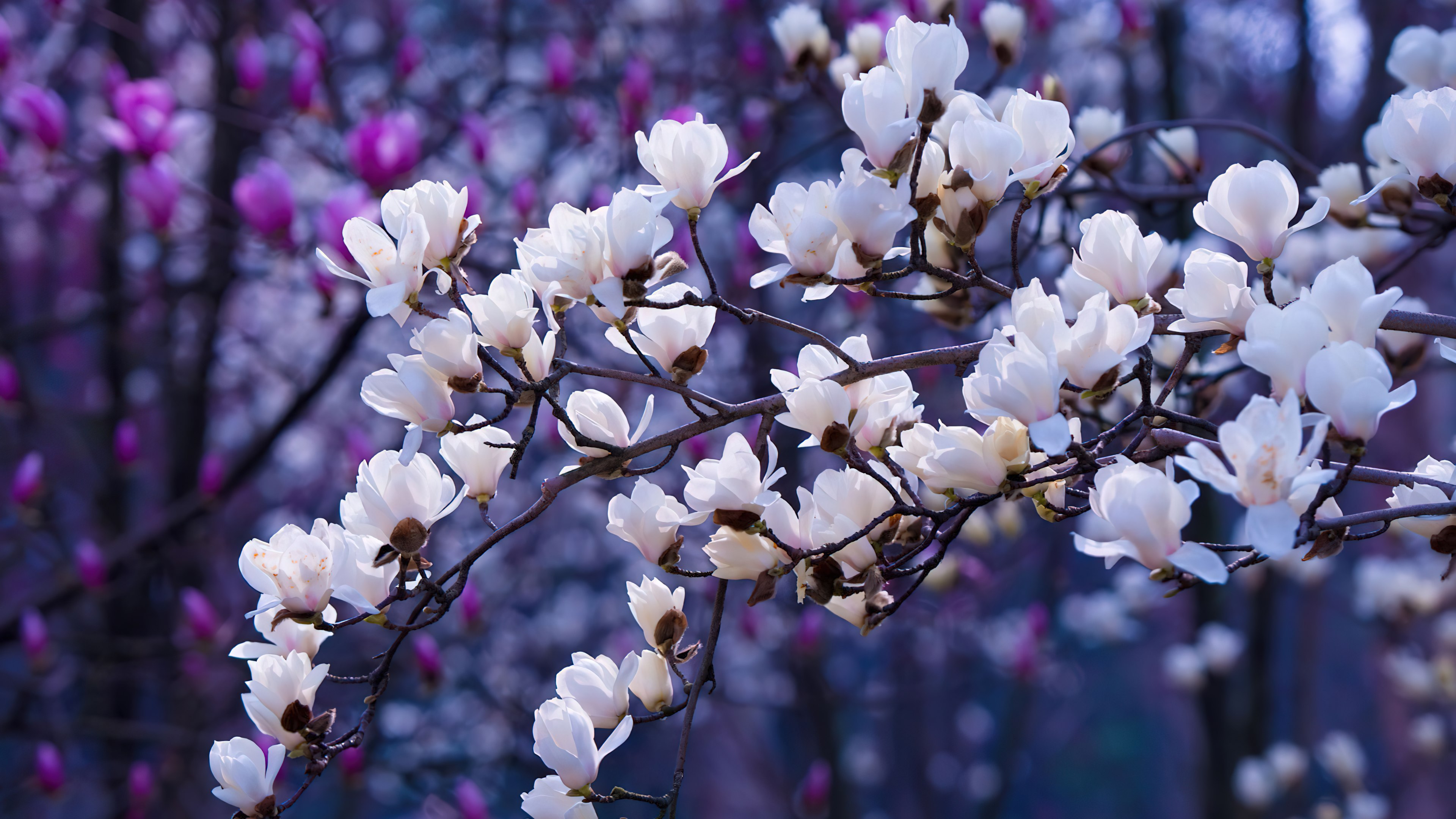 Sakura, Estética, Flores de magnólia