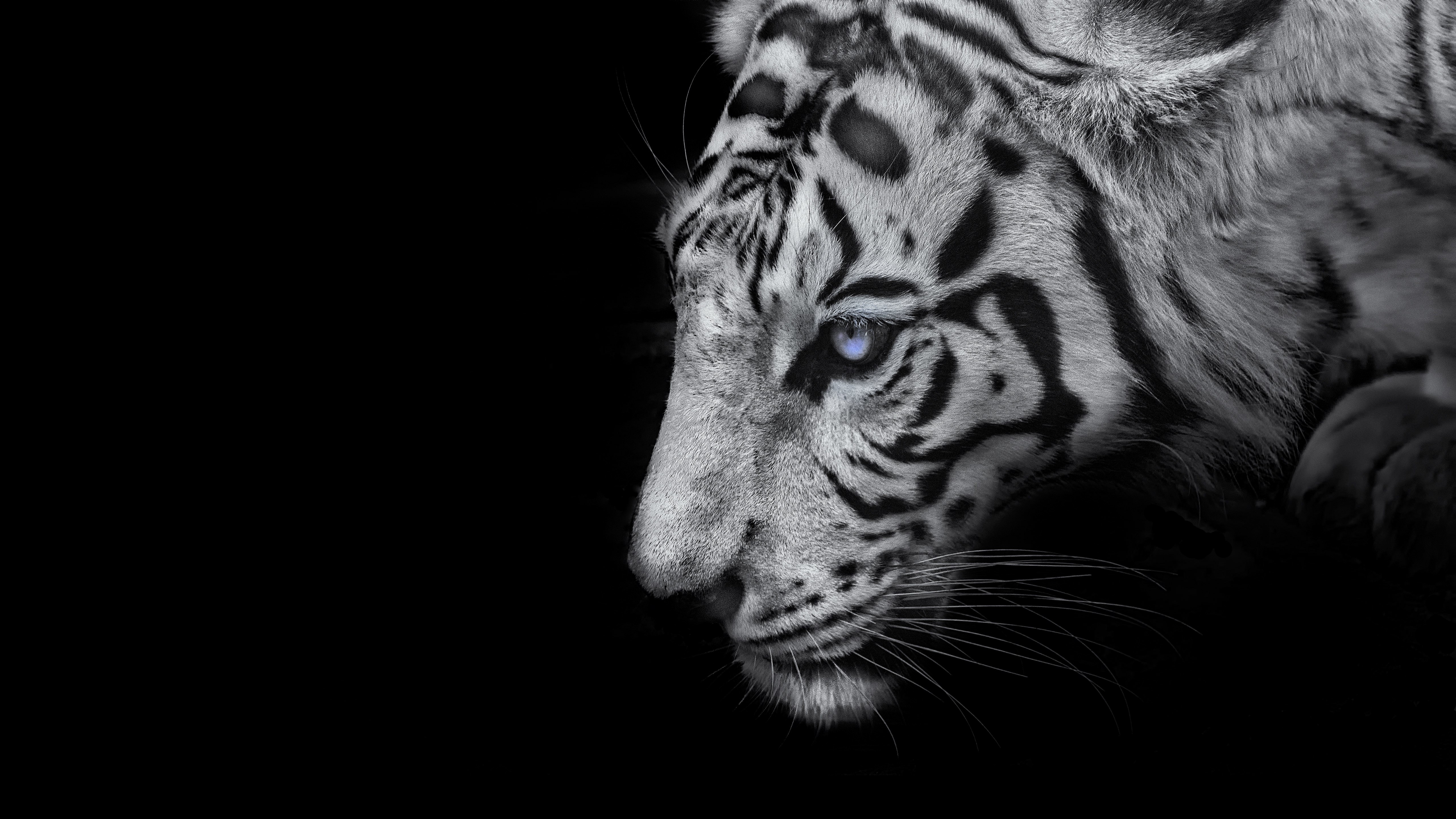 Tigre branco, Fundo preto, 5K