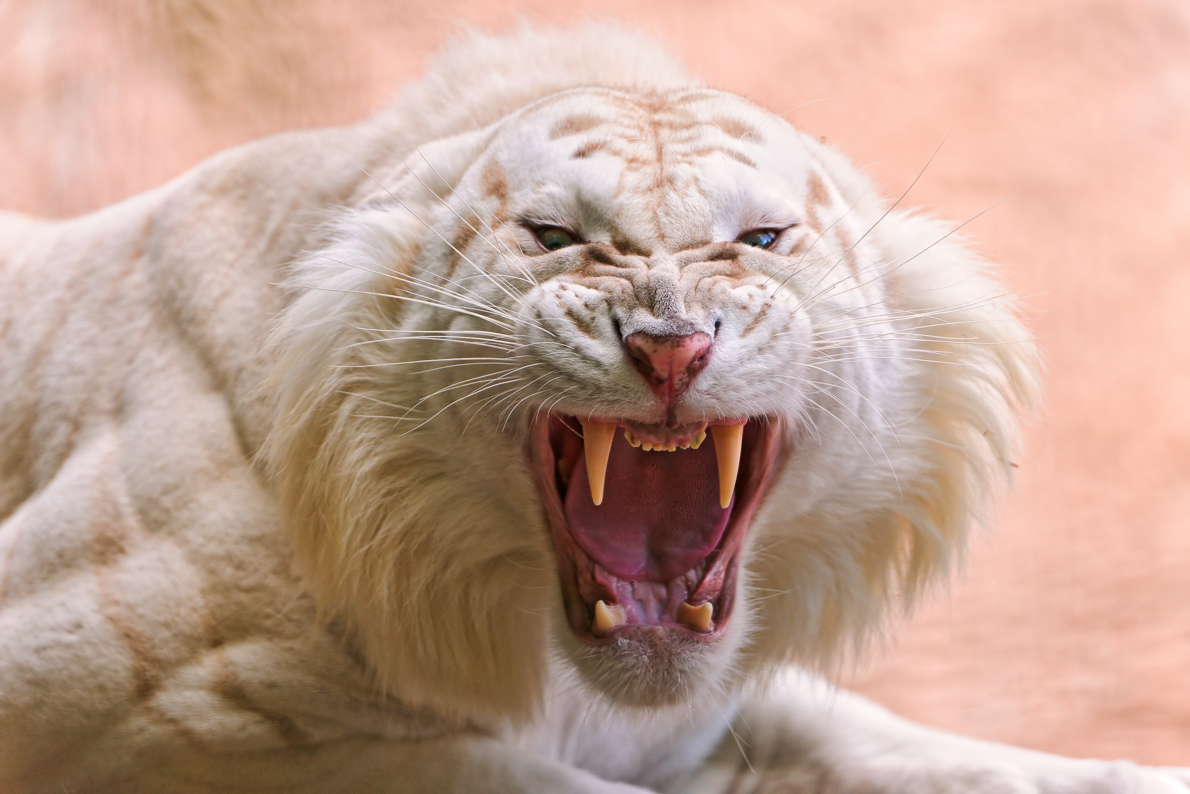 Tigre branco, Rugindo, Zoológico, Animais raros, Animais selvagens, Predador