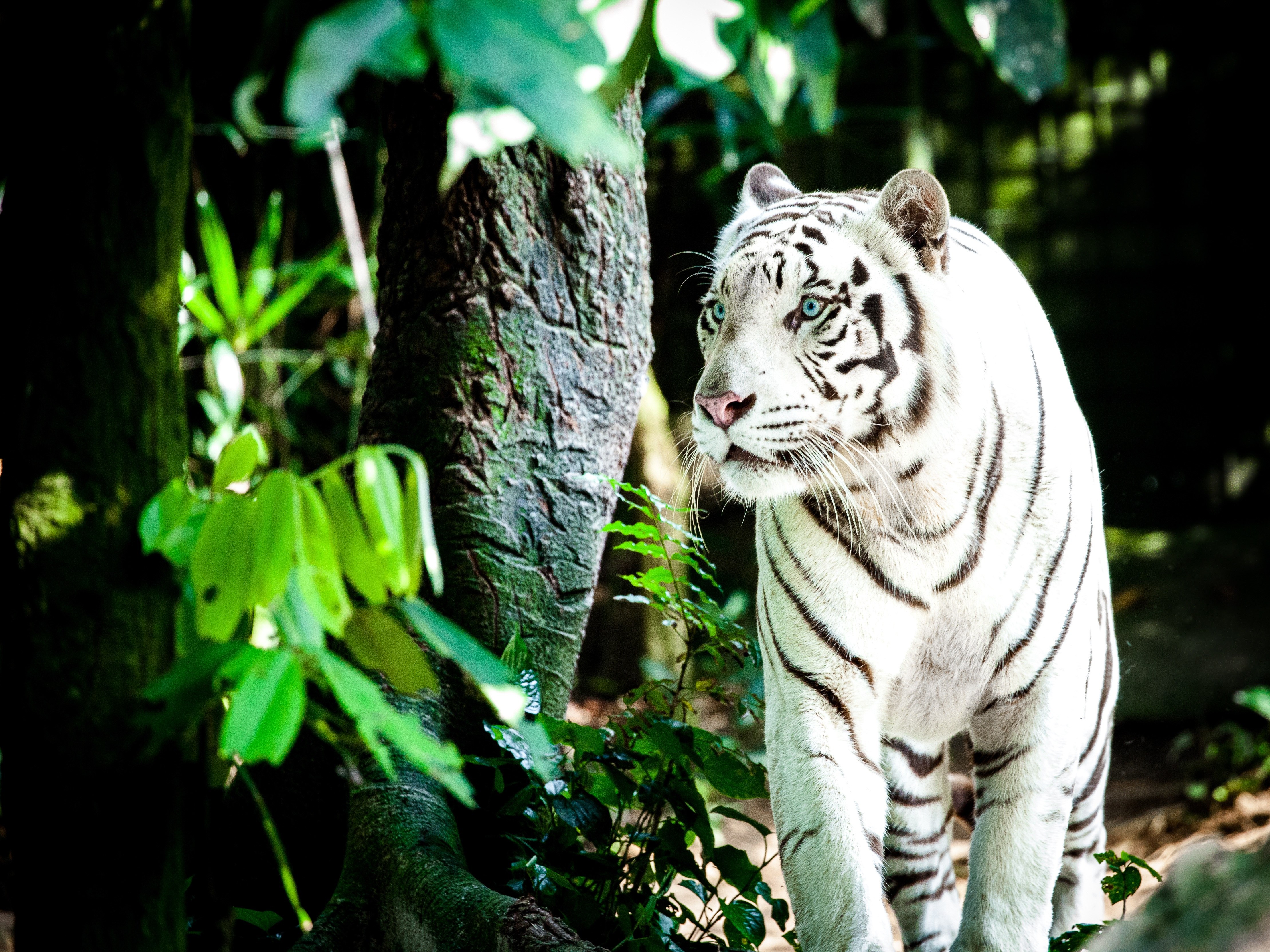 Tigre branco, Tigre-de-bengala, Floresta, Dia, Felino