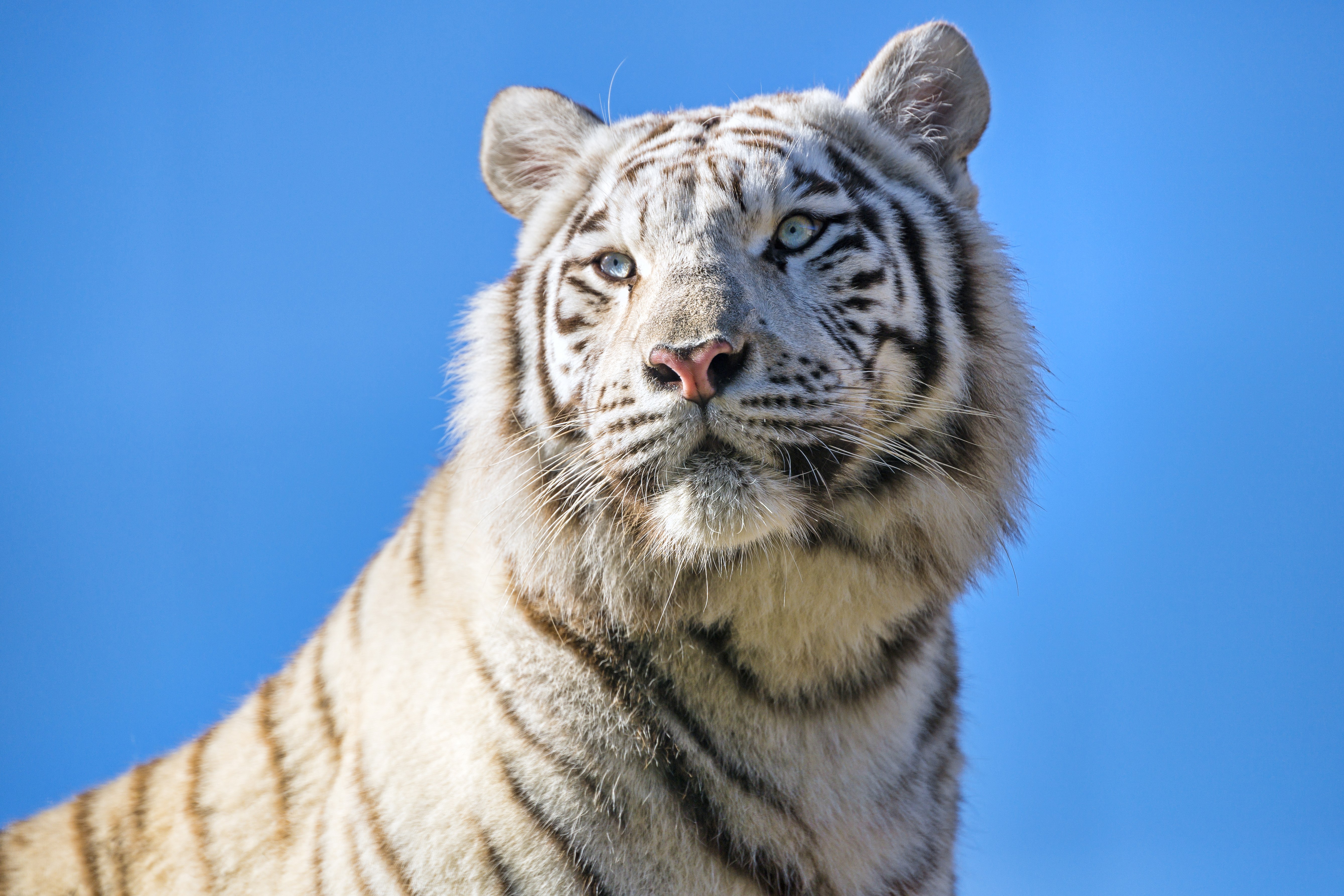 Tigre branco, Tigre-de-bengala, Tigresa, Céu azul, 5K