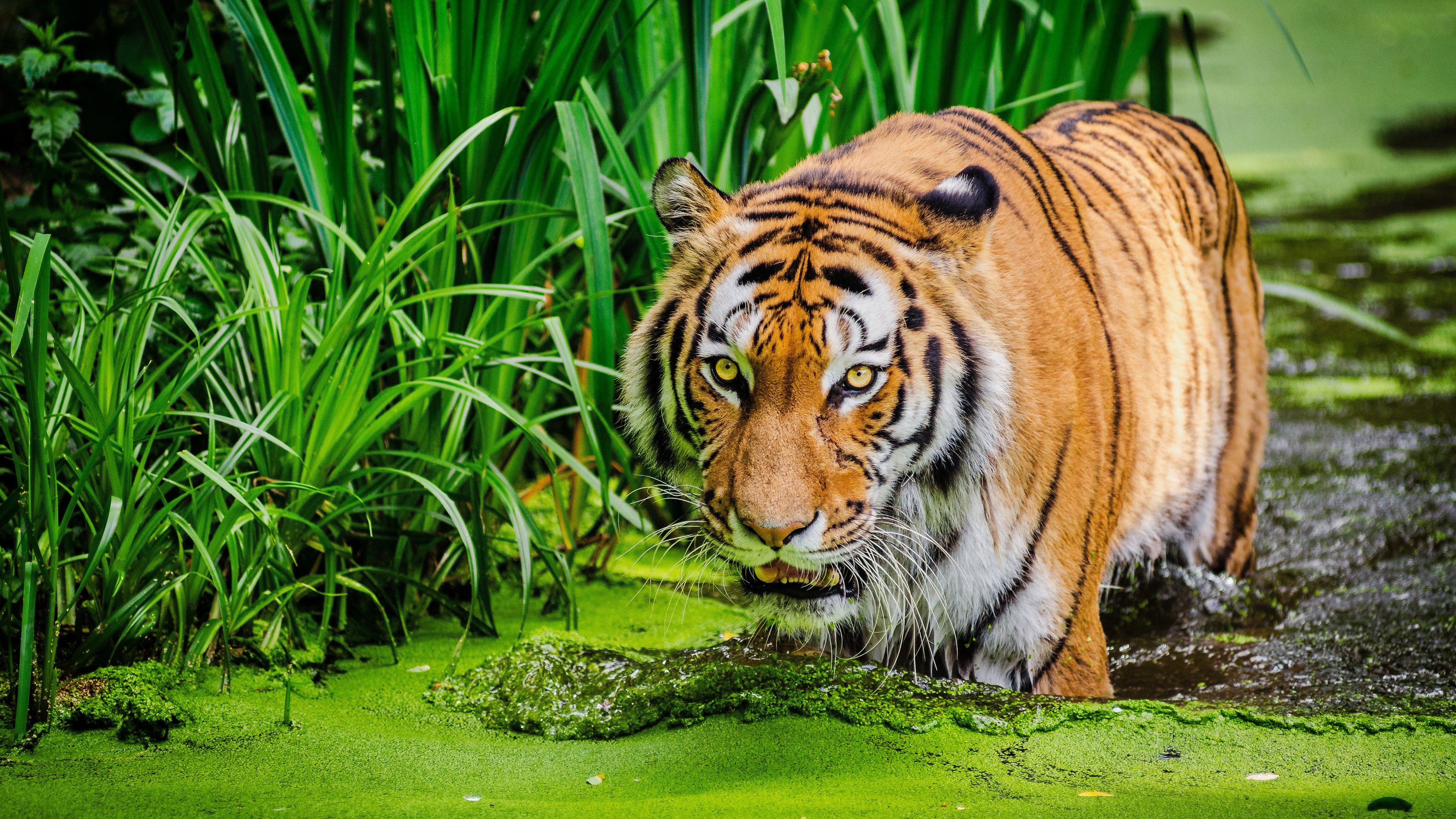 Tigre-siberiano, Lago, Grande felino, Verde