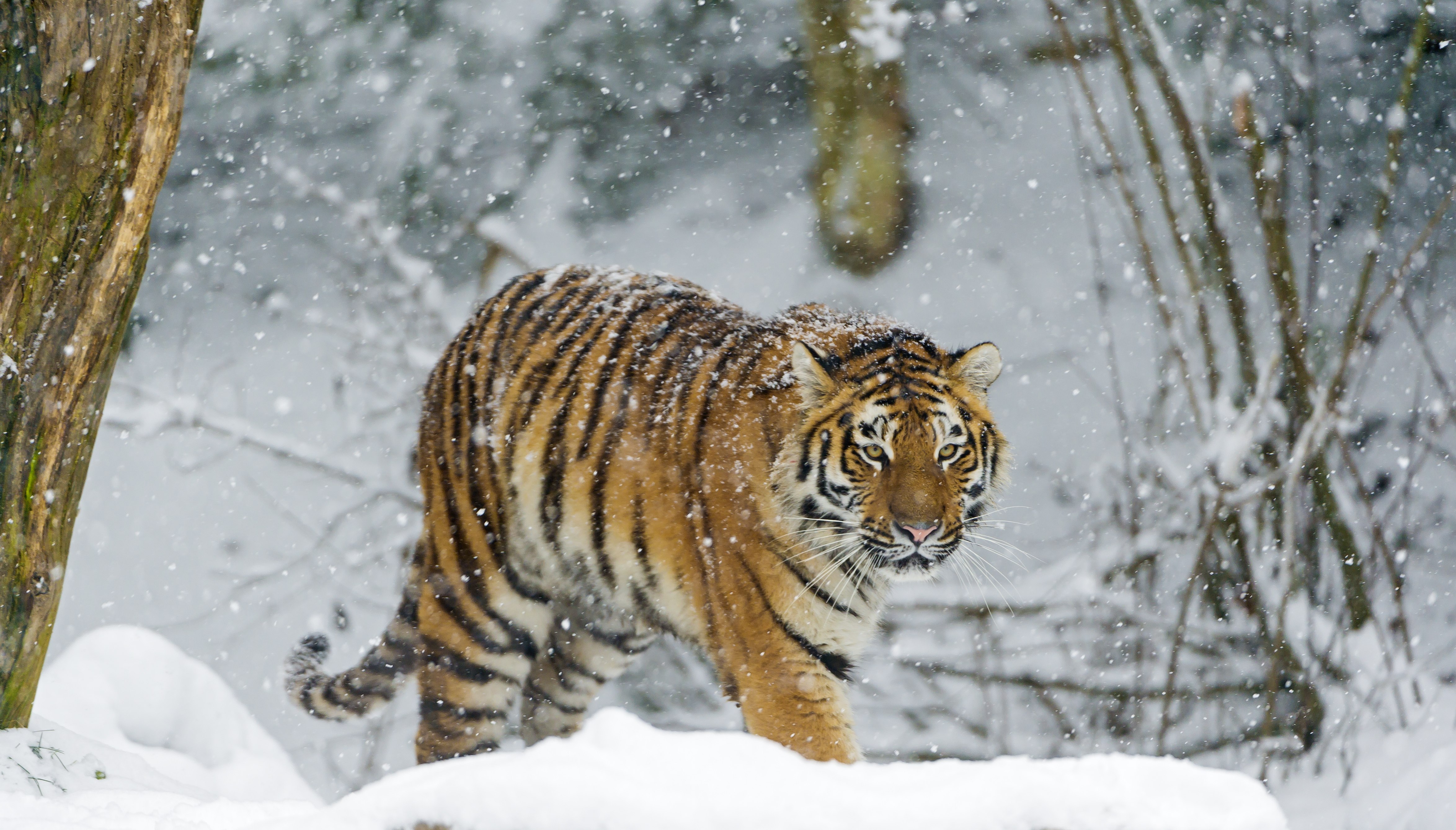 Tigre-siberiano, Nevasca, Tigre-de-amur, Inverno, Frio, Grande felino, Animal selvagem, Predador, Caminhando, Carnívoro, 5K