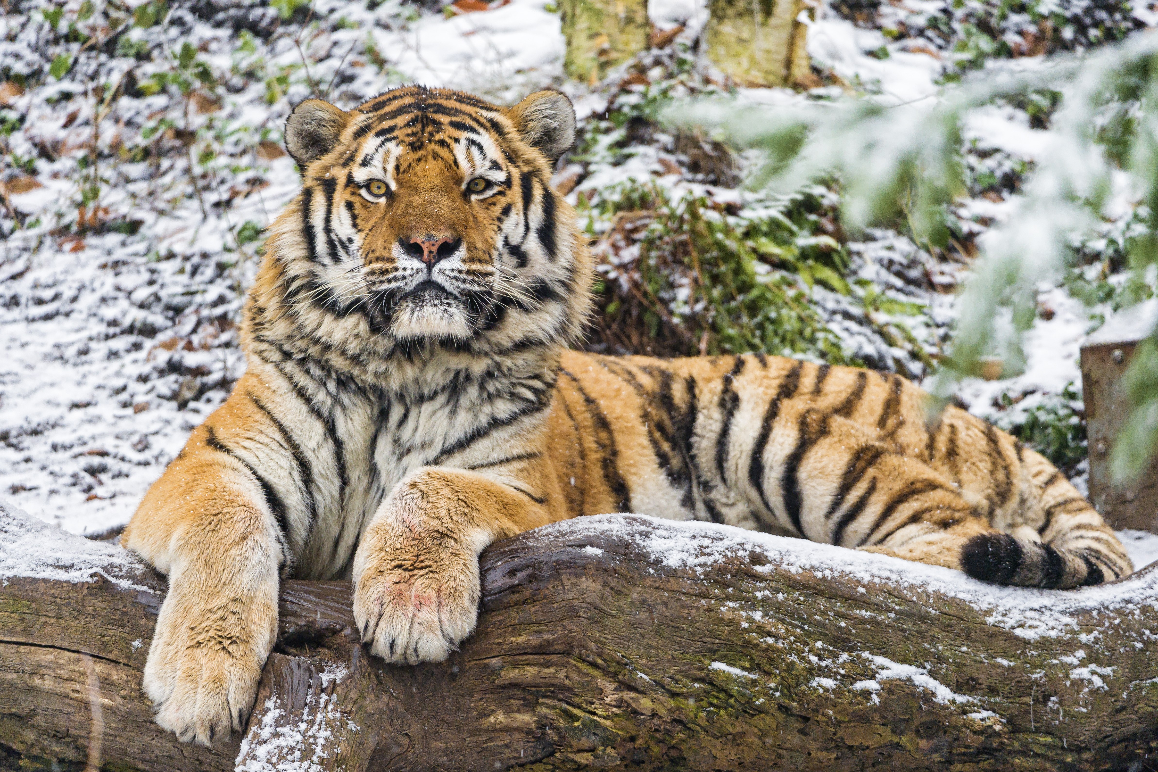 Tigre-siberiano, Neve, Madeira, Inverno, Grande felino, Animal selvagem, Predador, Carnívoro, 5K
