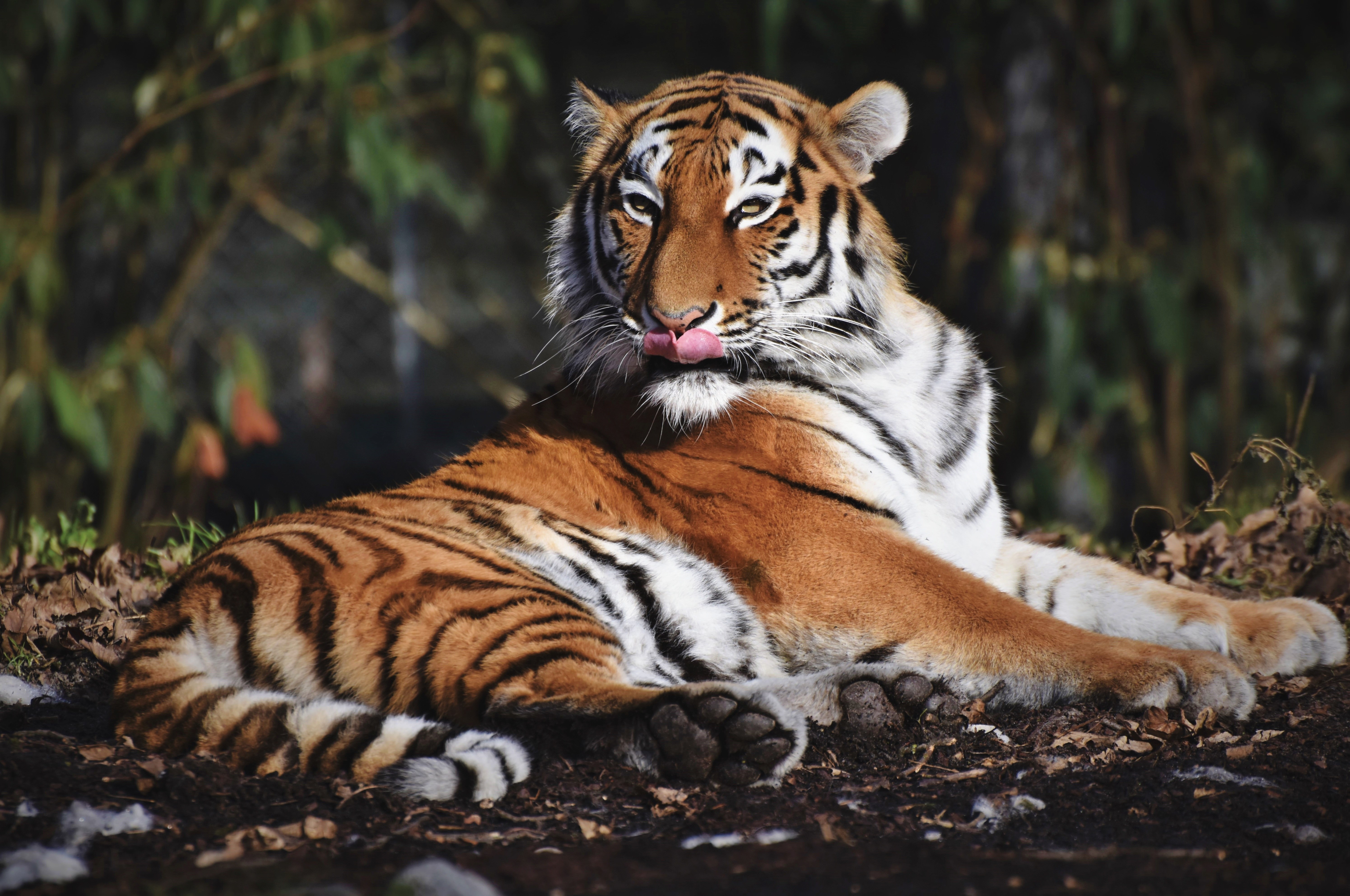 Tigre-siberiano, Predador, Grande felino, Carnívoro, Animal selvagem, Zoológico, Close-up, 5K