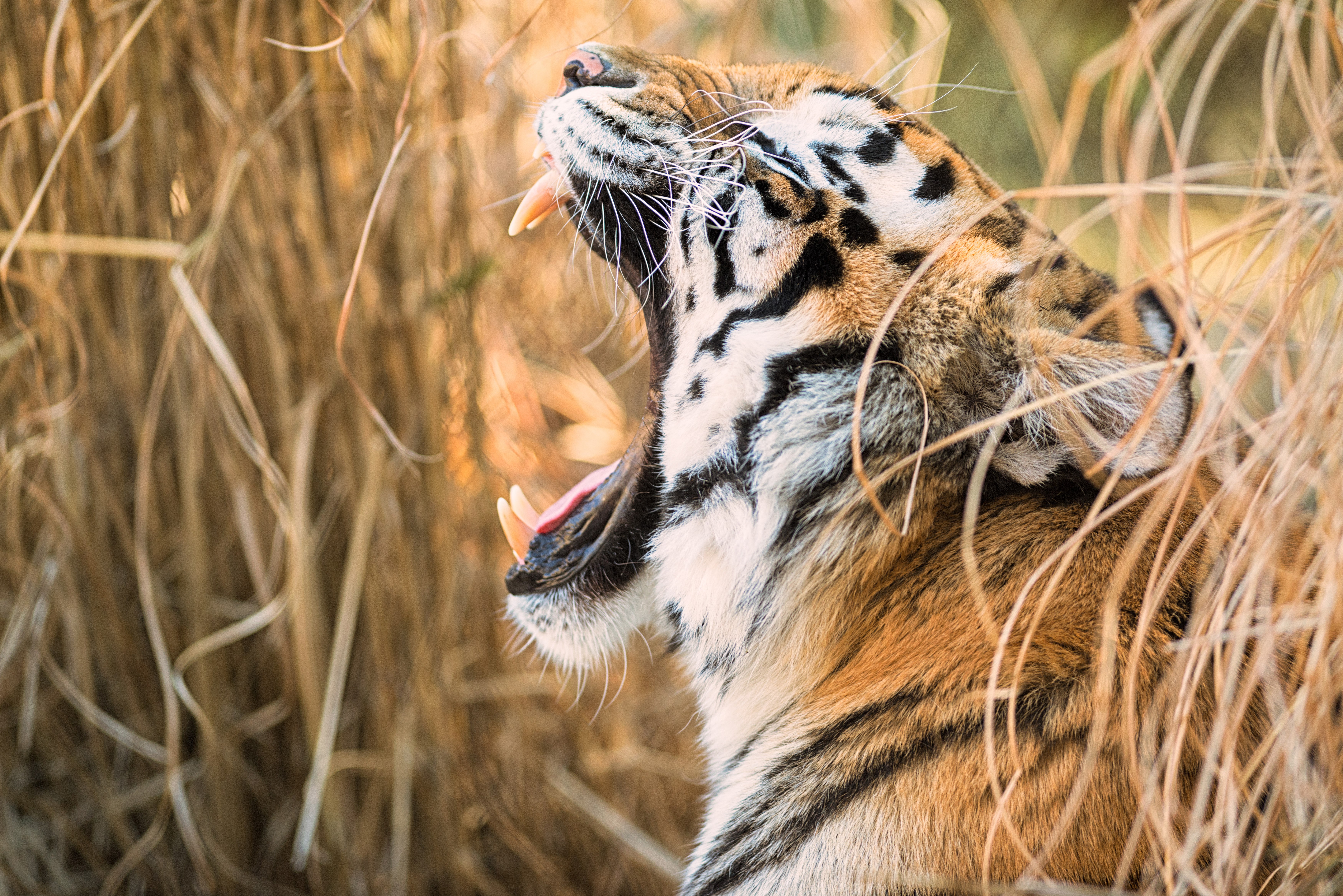Tigre-siberiano, Rugindo, Zoológico, 5K, 8K