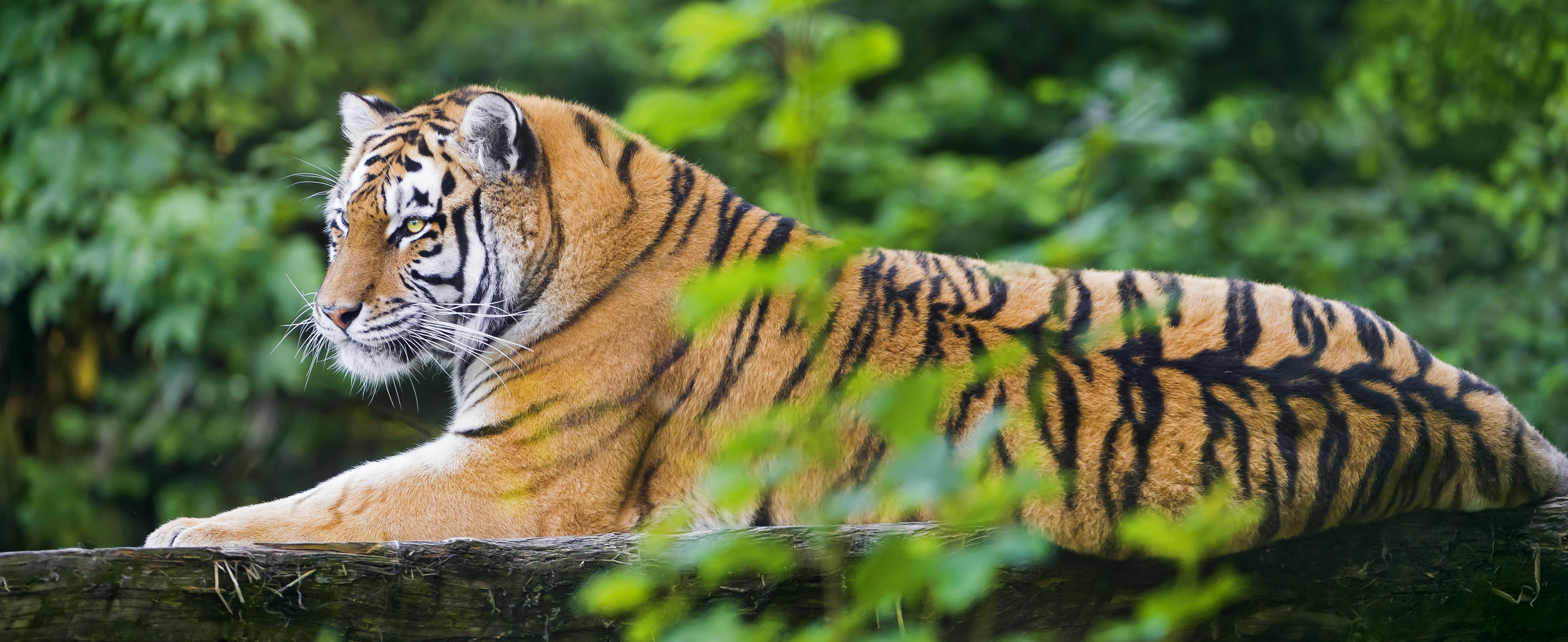 Tigre-siberiano, Tigre-de-amur, Tigresa jovem, Madeira, Gato selvagem, Zoológico, Predador, Carnívoro, 5K