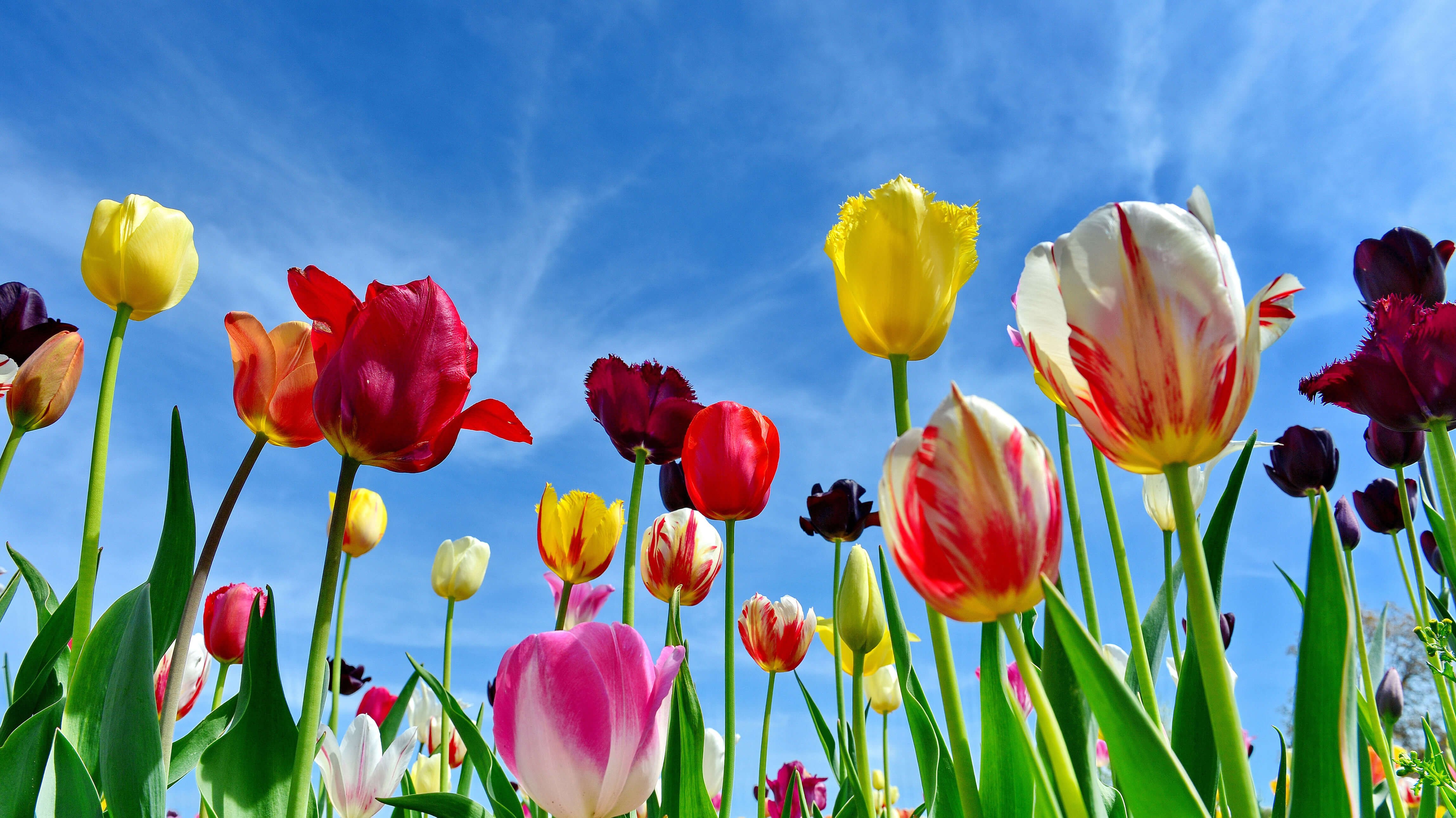 Tulipas, Flores coloridas, Céu azul, Primavera, 5K