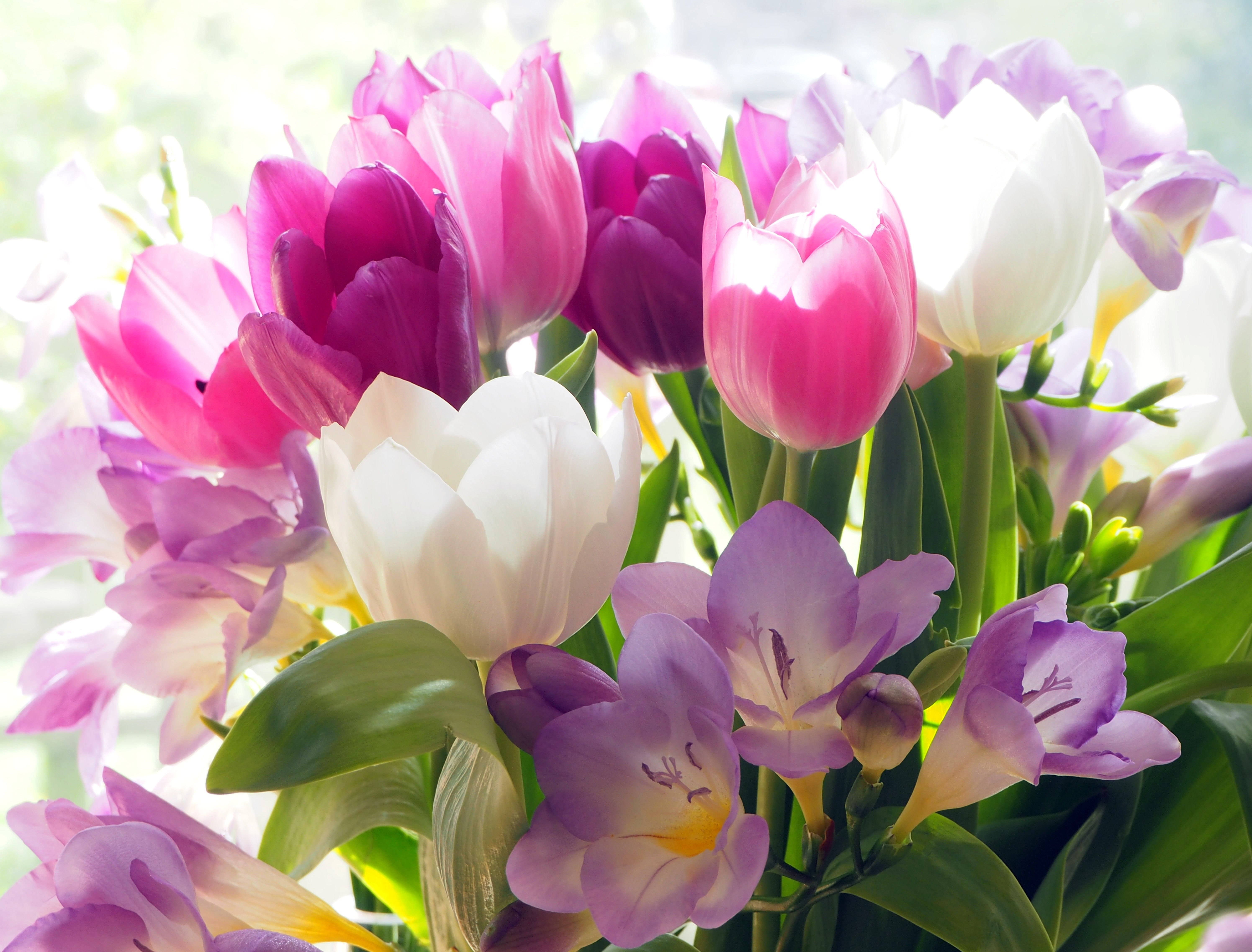 Tulipas, Flores de crocos, Colorido, Buquê, 5K