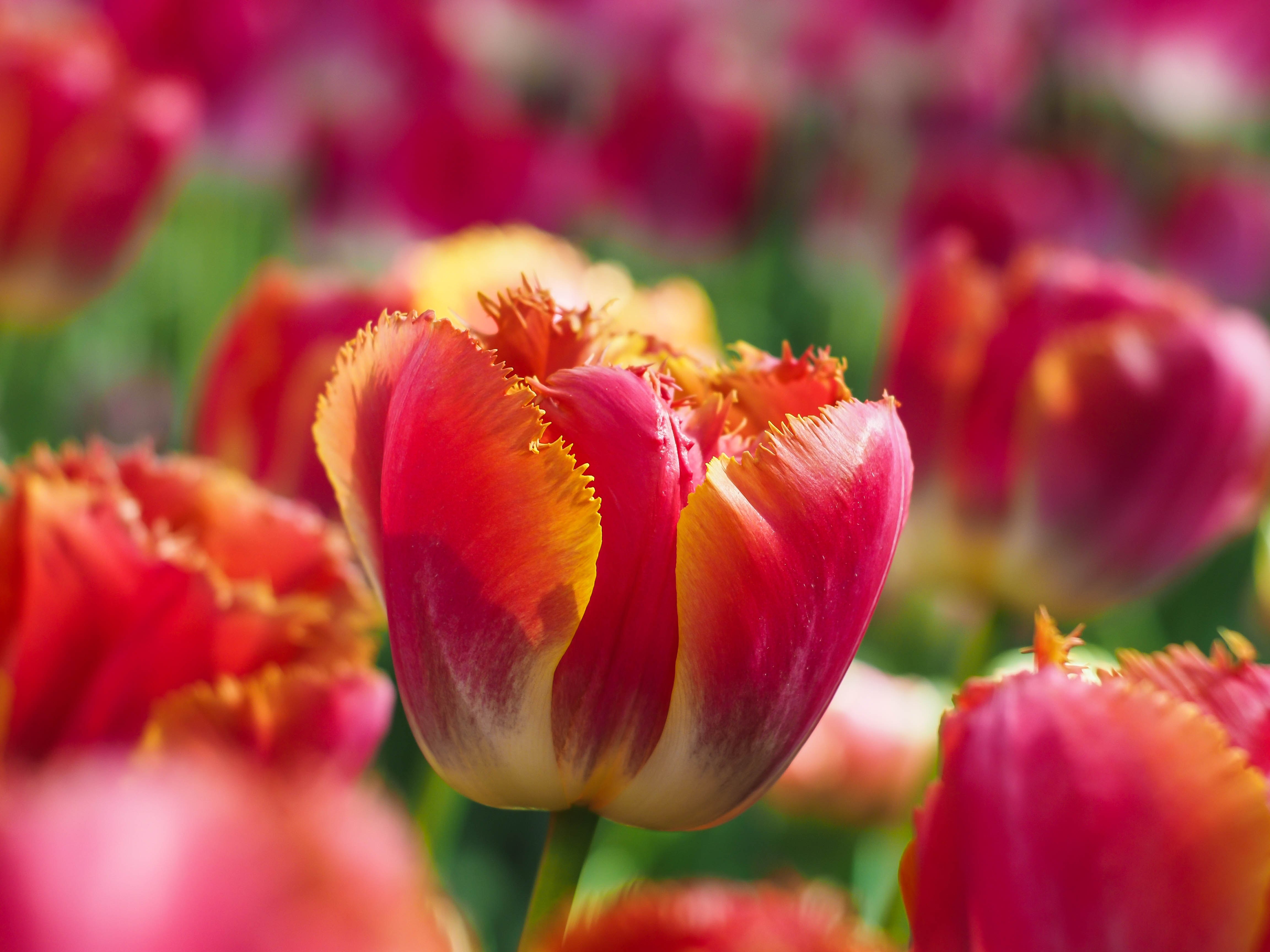 Tulipas, Jardim, Flor, Flores de tulipa, Florada, Primavera, Bokeh, Flores vermelhas